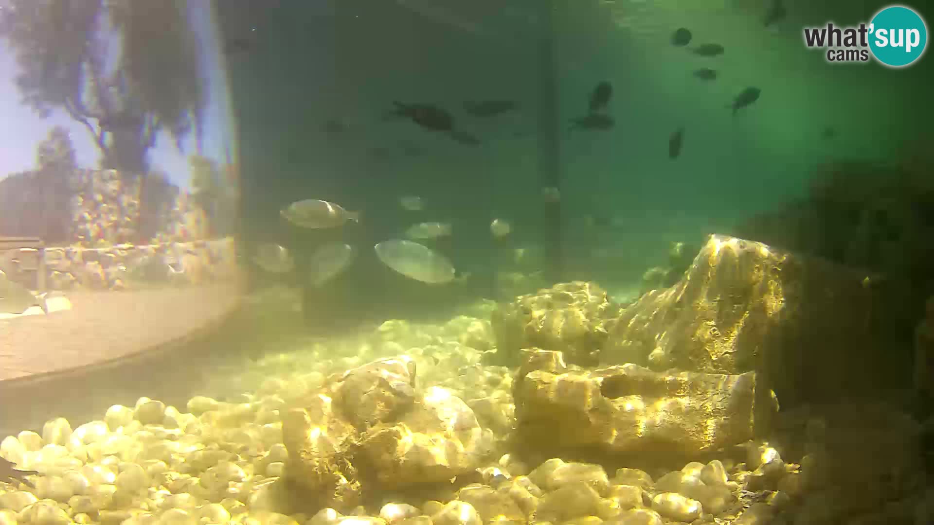 Acuario marino al aire libre Rogoznica webcam Croacia