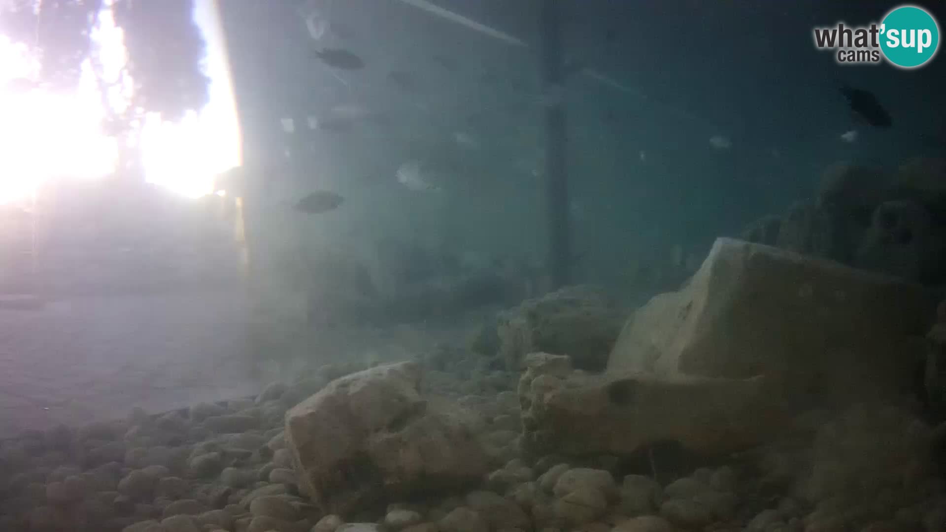 Acuario marino al aire libre Rogoznica webcam Croacia