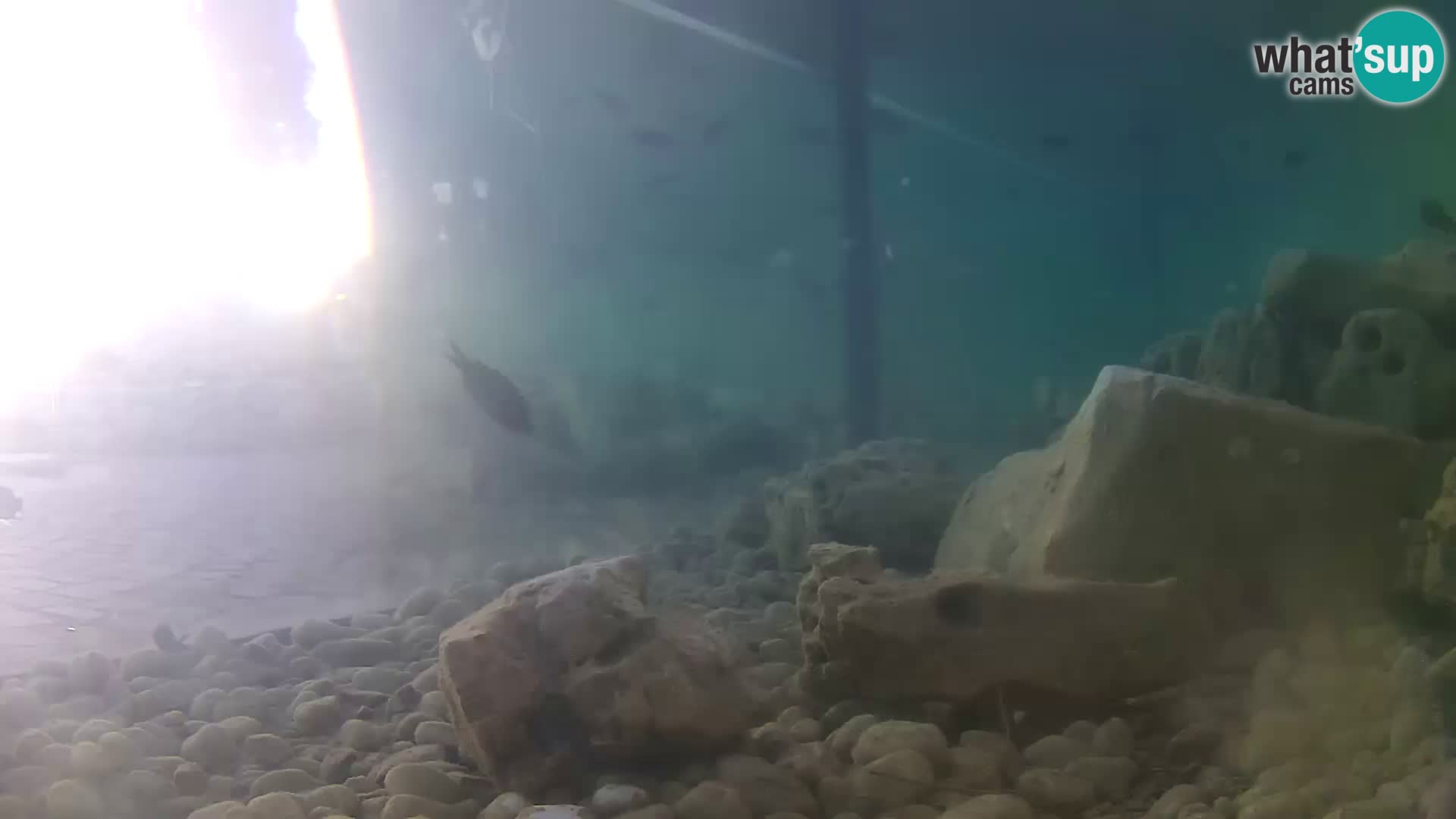 Webcam de l’aquarium marin extérieur de Rogoznica Croatie