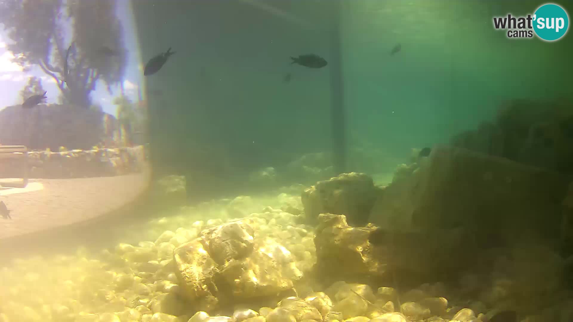 Marine Aquarium im Freien Rogoznica webcam Kroatien