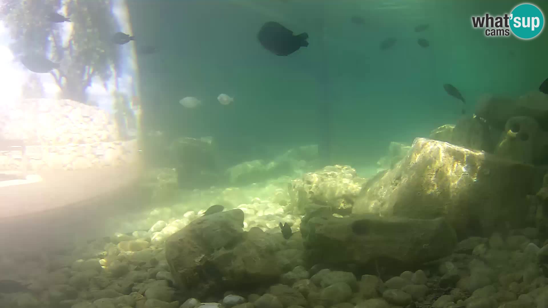 Outdoor Marine Aquarium Rogoznica webcam Croatia