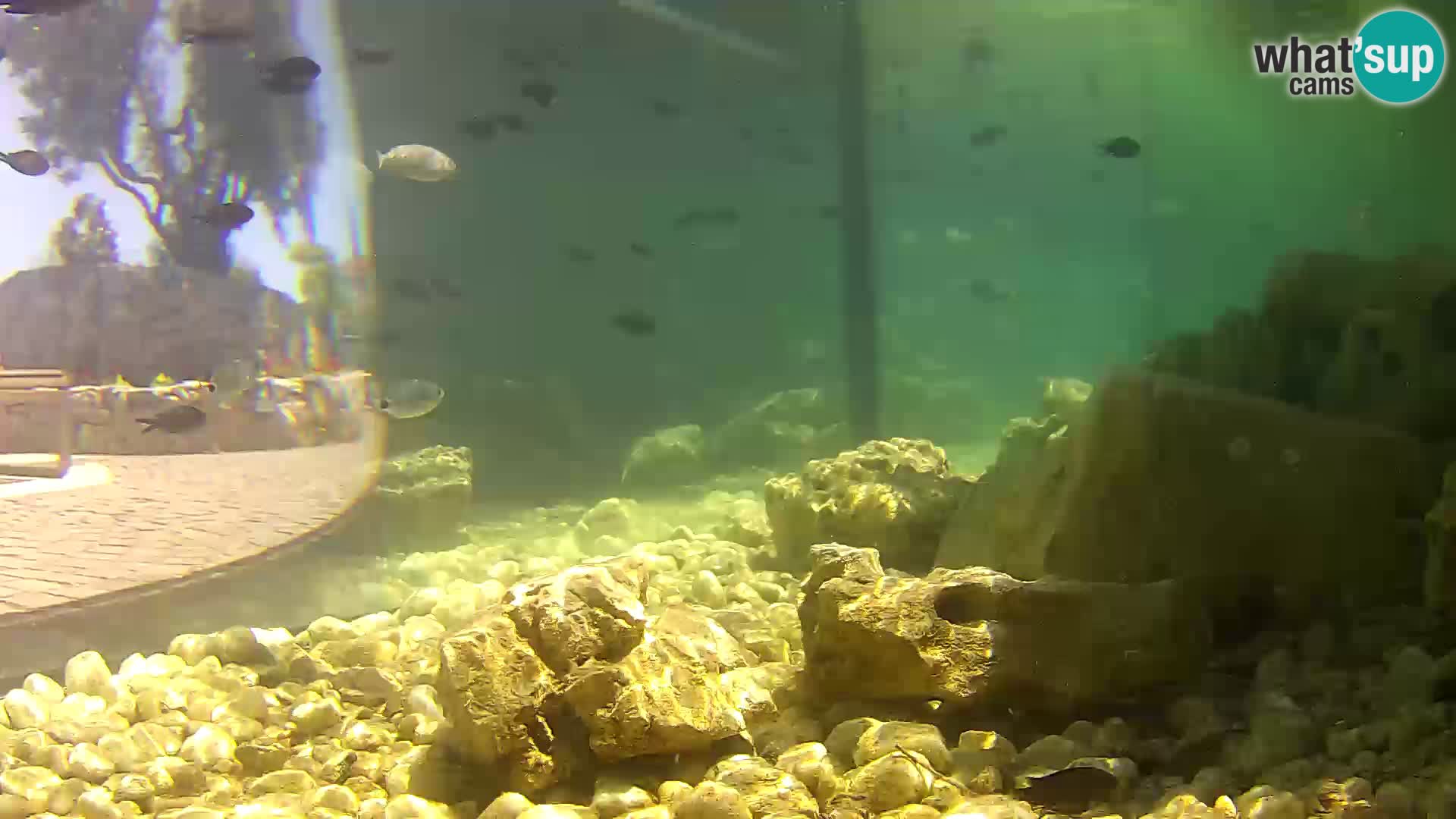 Outdoor Marine Aquarium Rogoznica webcam Croatia