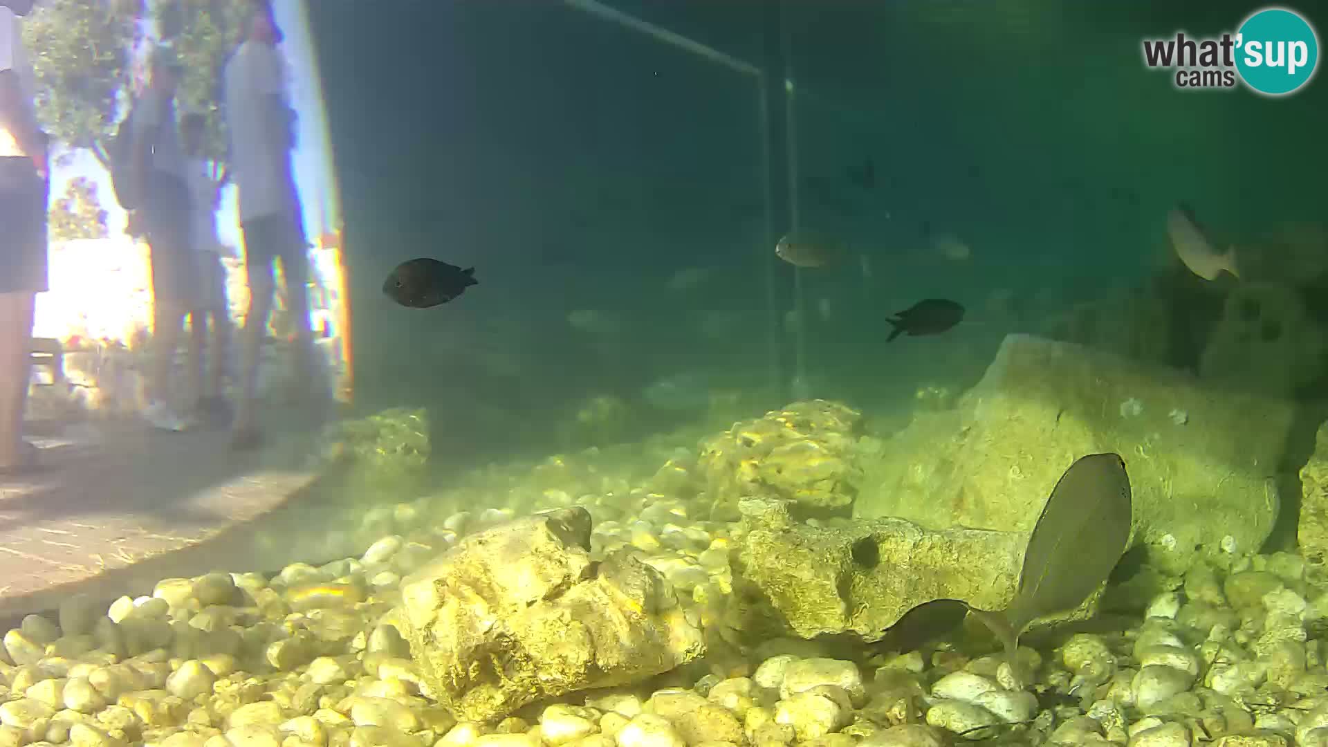 Webcam de l’aquarium marin extérieur de Rogoznica Croatie