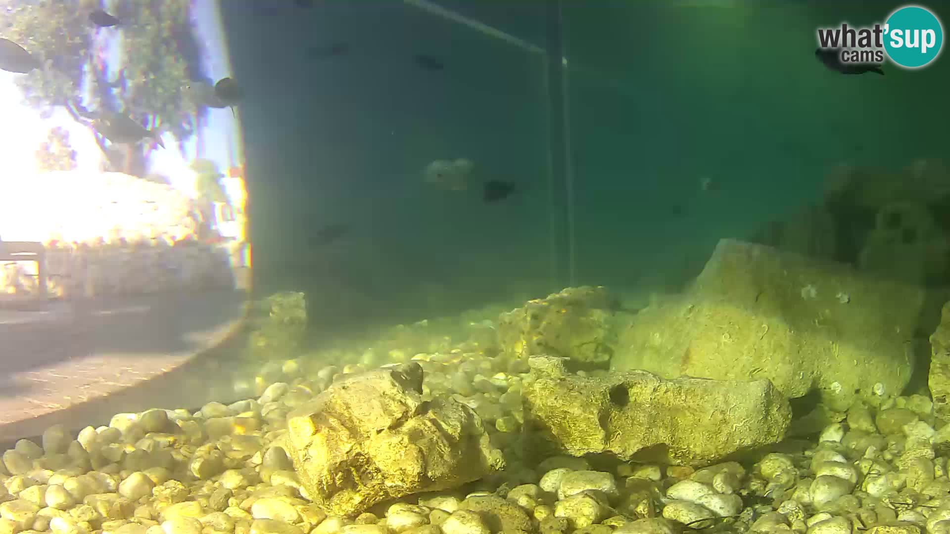 Aquario marino esterno –  Rogoznica livecam Croazia