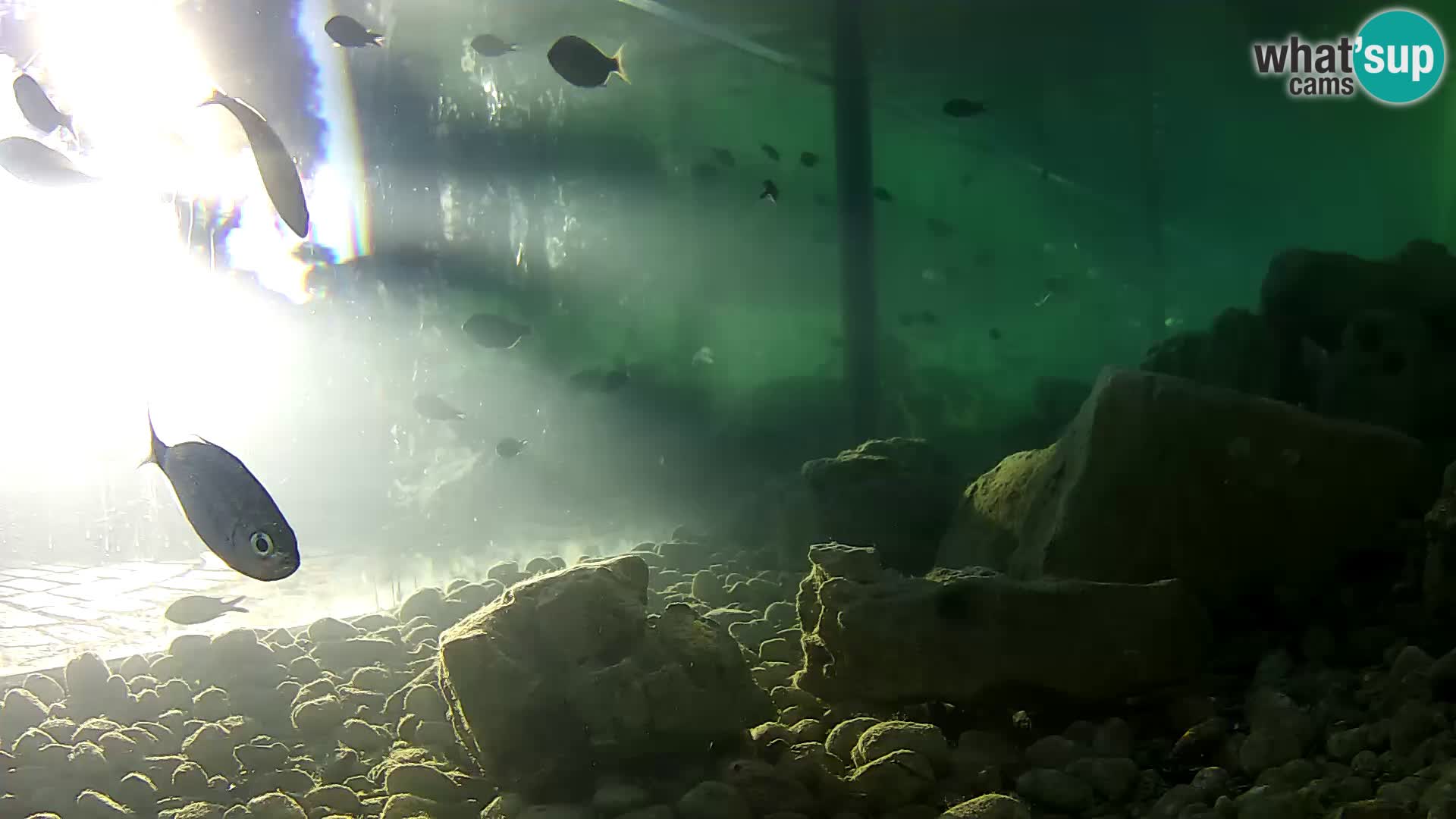 Marine Aquarium im Freien Rogoznica webcam Kroatien