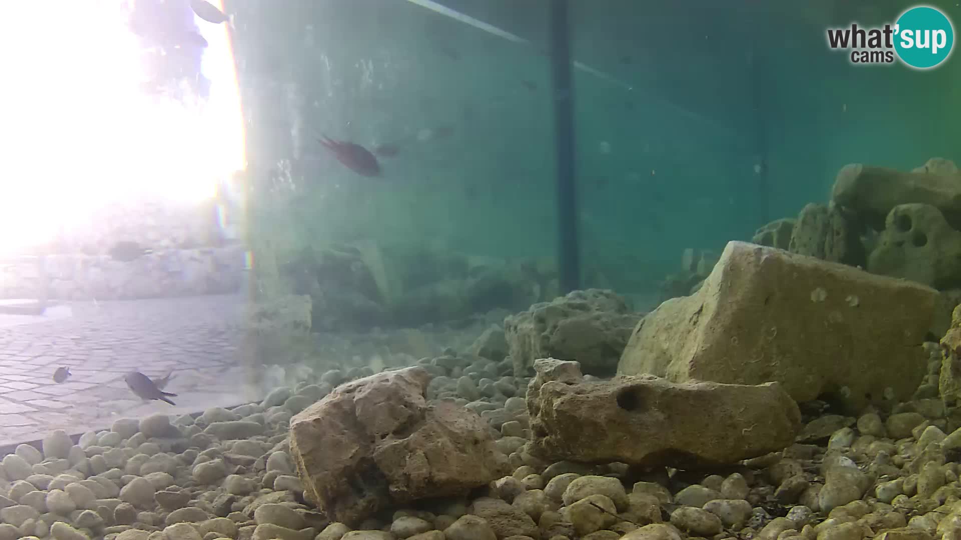Aquario marino esterno –  Rogoznica livecam Croazia