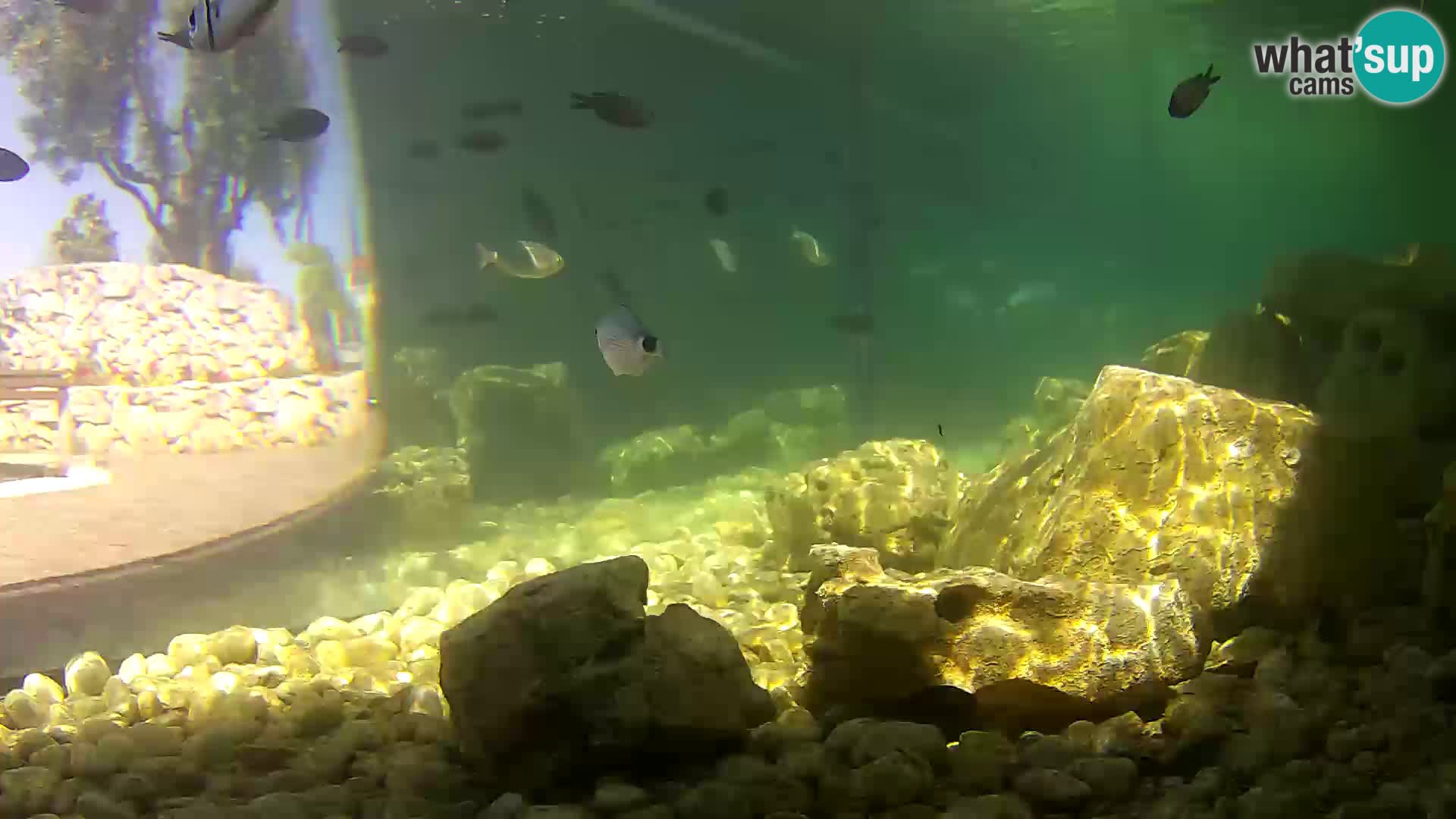 Outdoor Marine Aquarium Rogoznica webcam Croatia