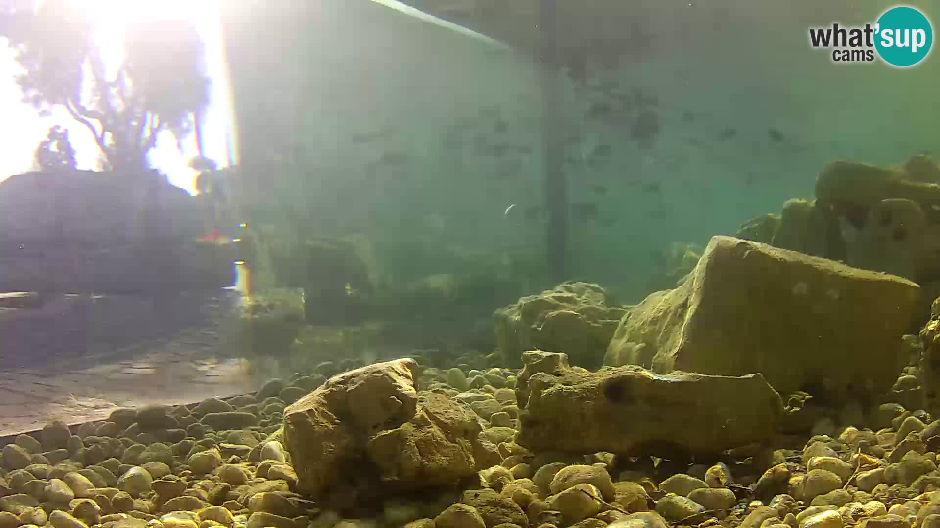 Acuario marino al aire libre Rogoznica webcam Croacia