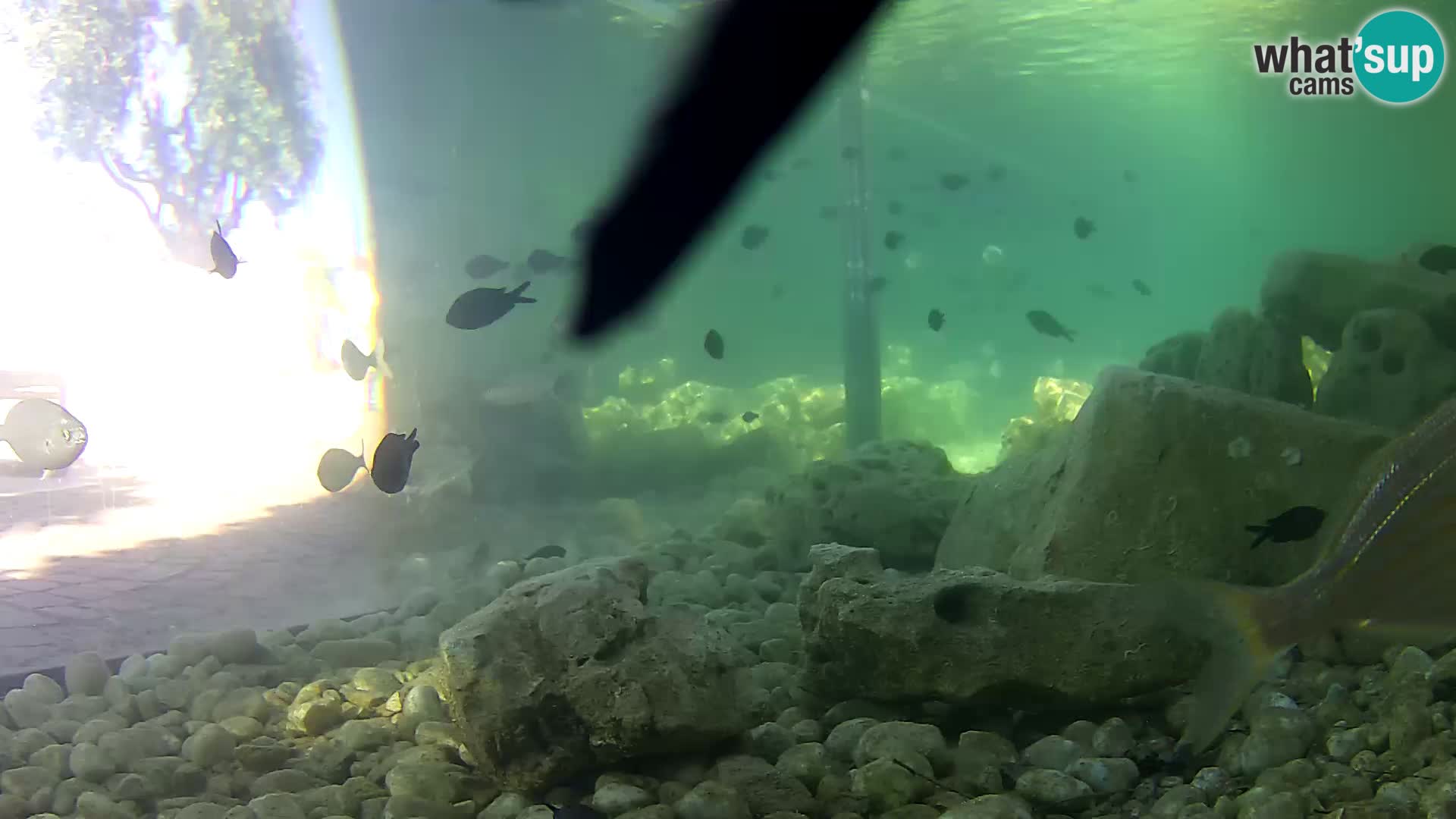 Marine Aquarium im Freien Rogoznica webcam Kroatien