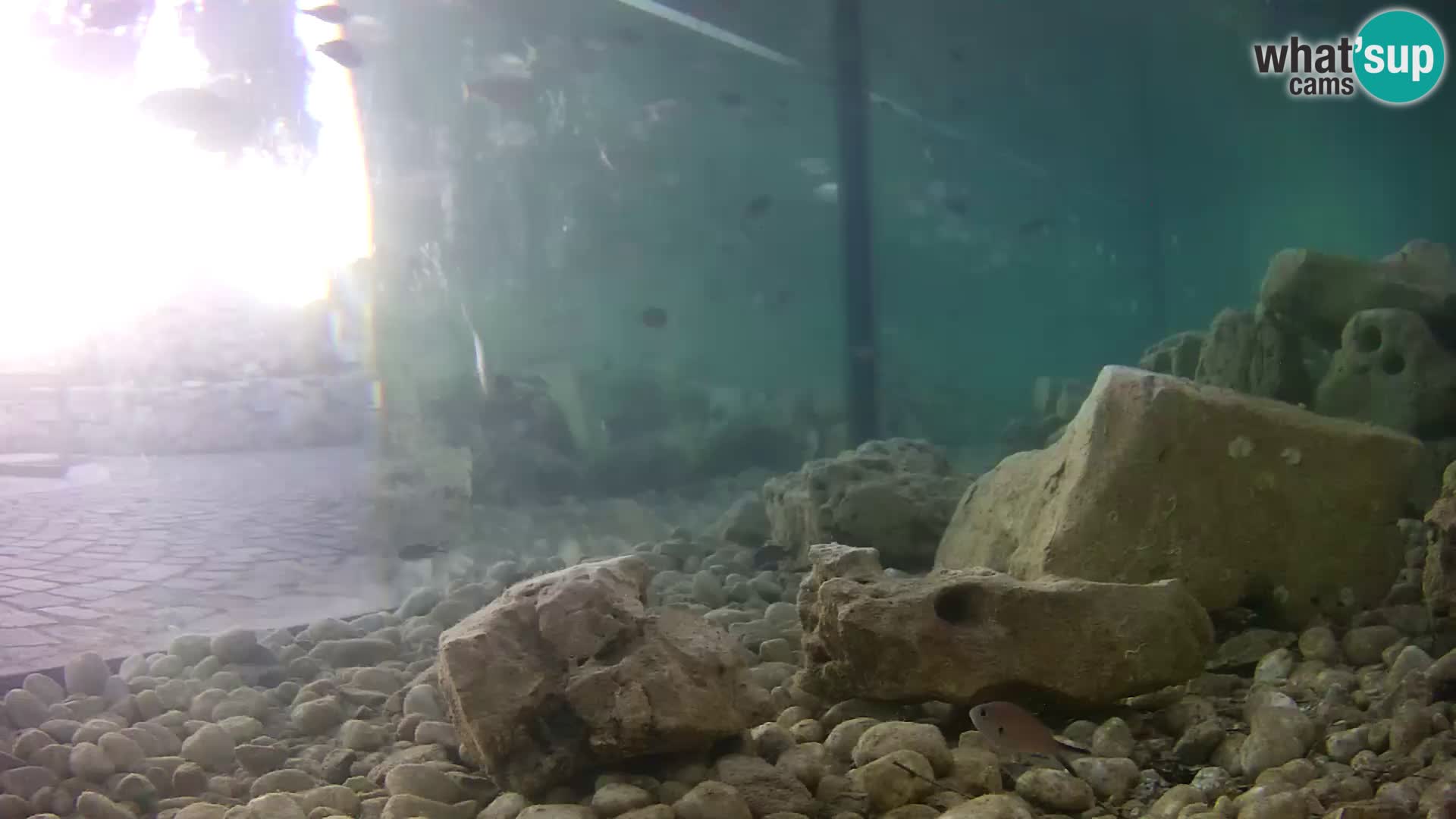 Zunanji morski akvarij Rogoznica spletna kamera Hrvaška