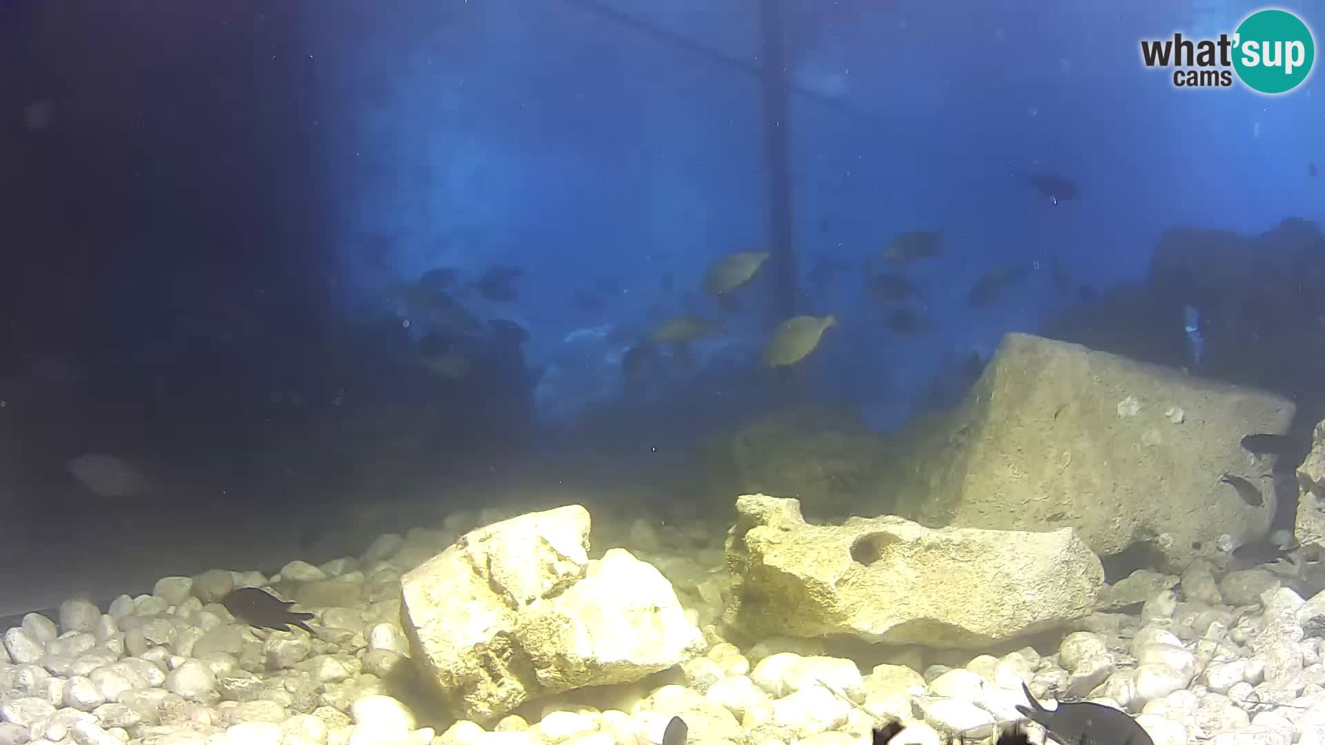 Webcam de l’aquarium marin extérieur de Rogoznica Croatie