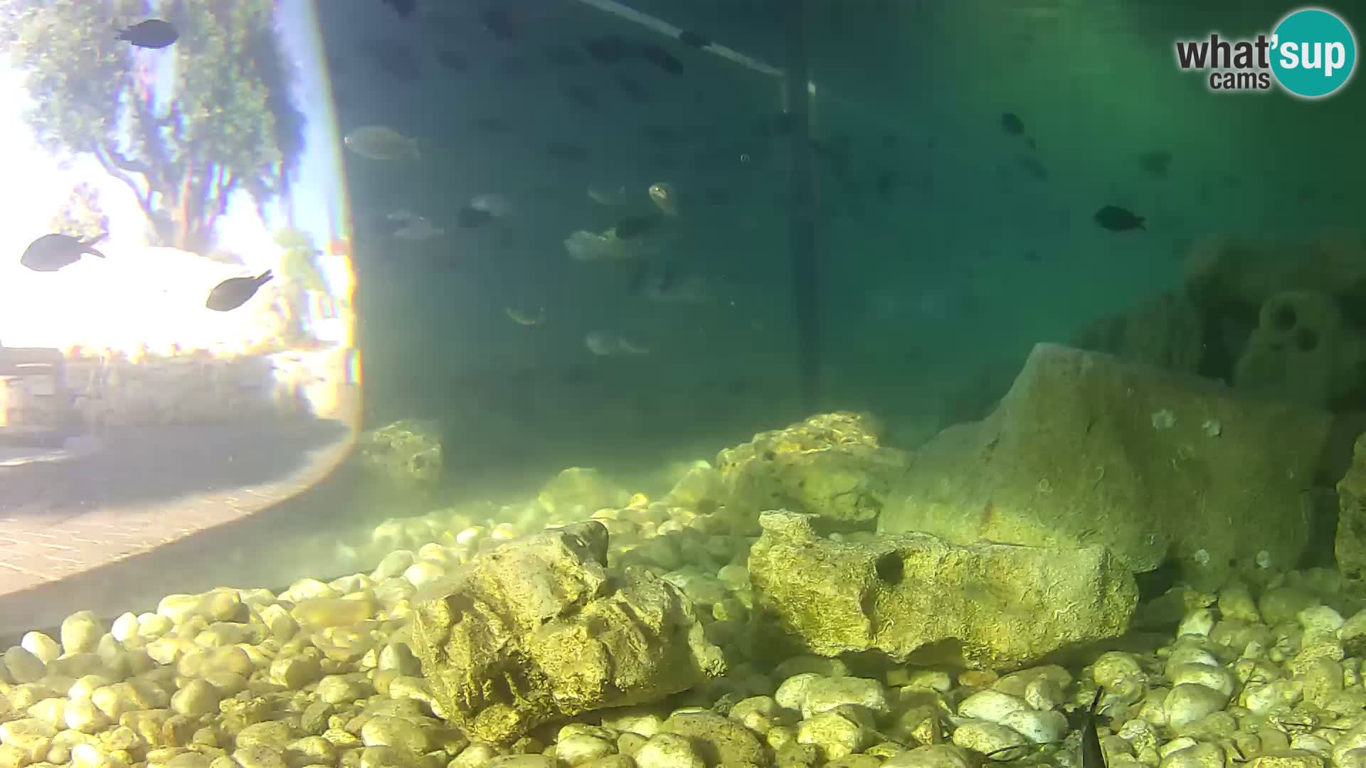 Acuario marino al aire libre Rogoznica webcam Croacia