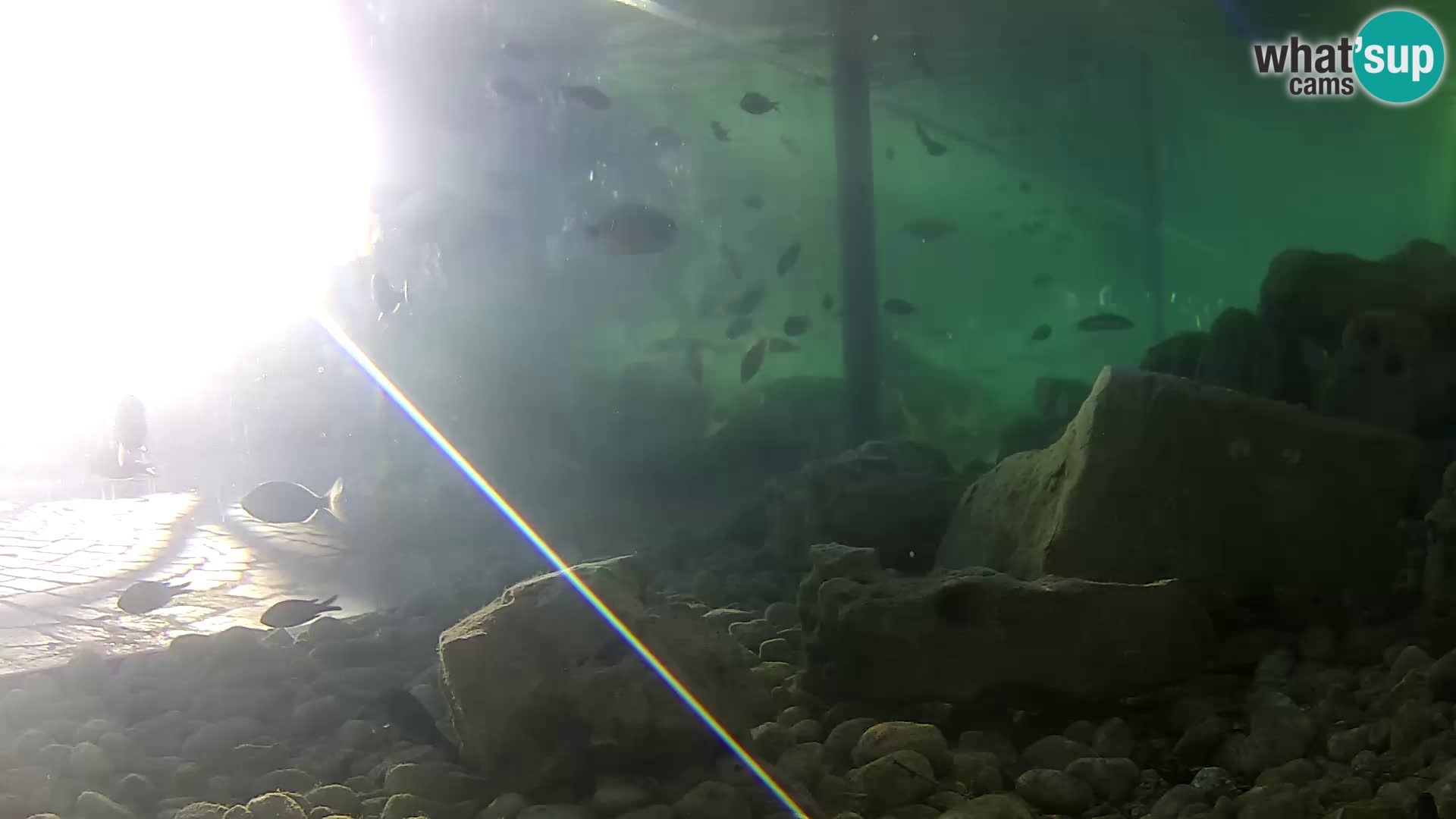 Outdoor Marine Aquarium Rogoznica webcam Croatia