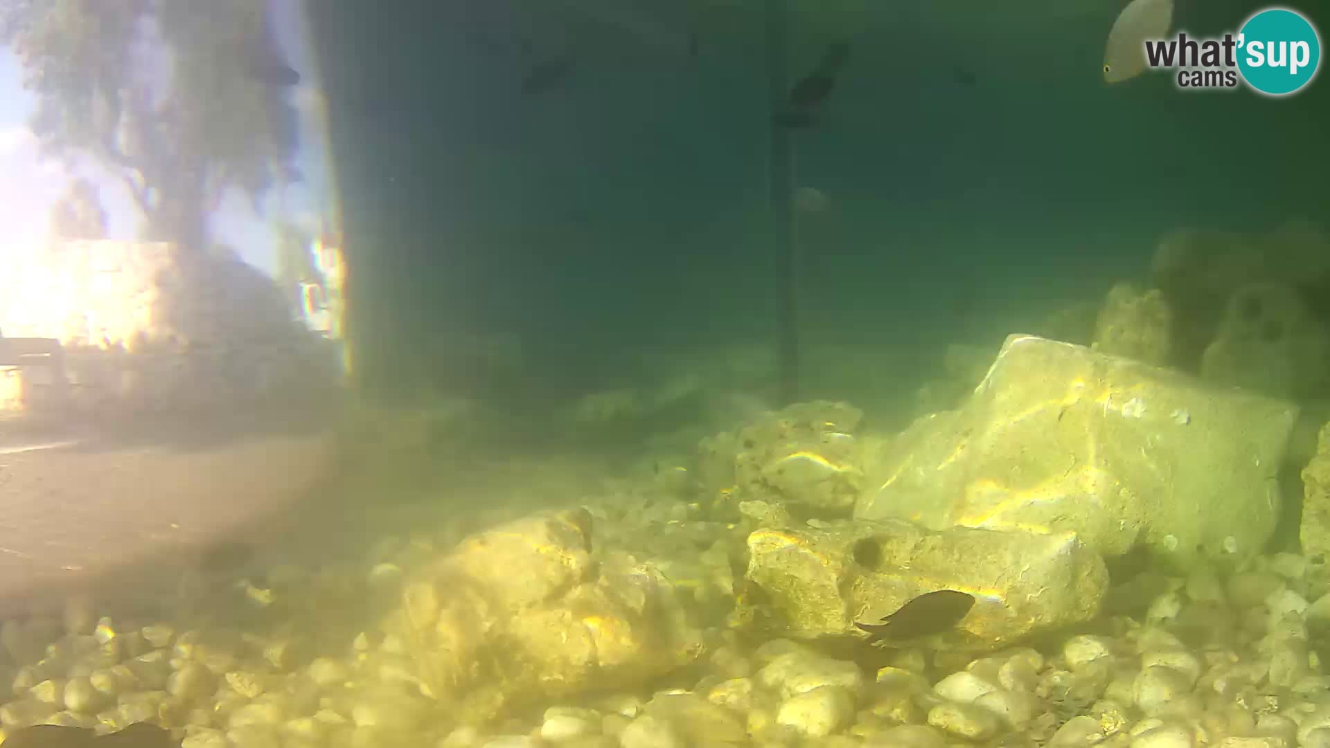 Aquario marino esterno –  Rogoznica livecam Croazia