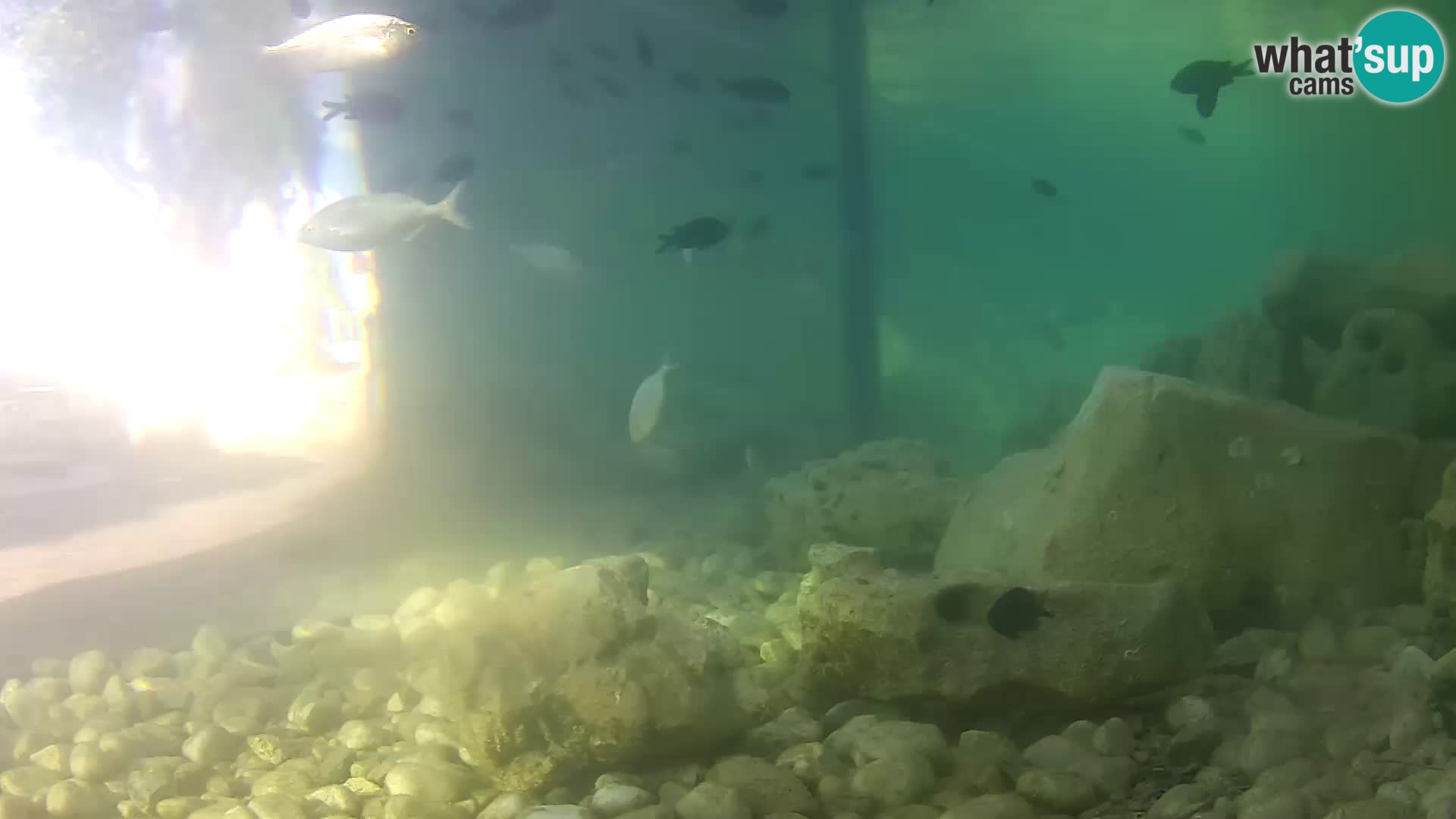 Zunanji morski akvarij Rogoznica spletna kamera Hrvaška
