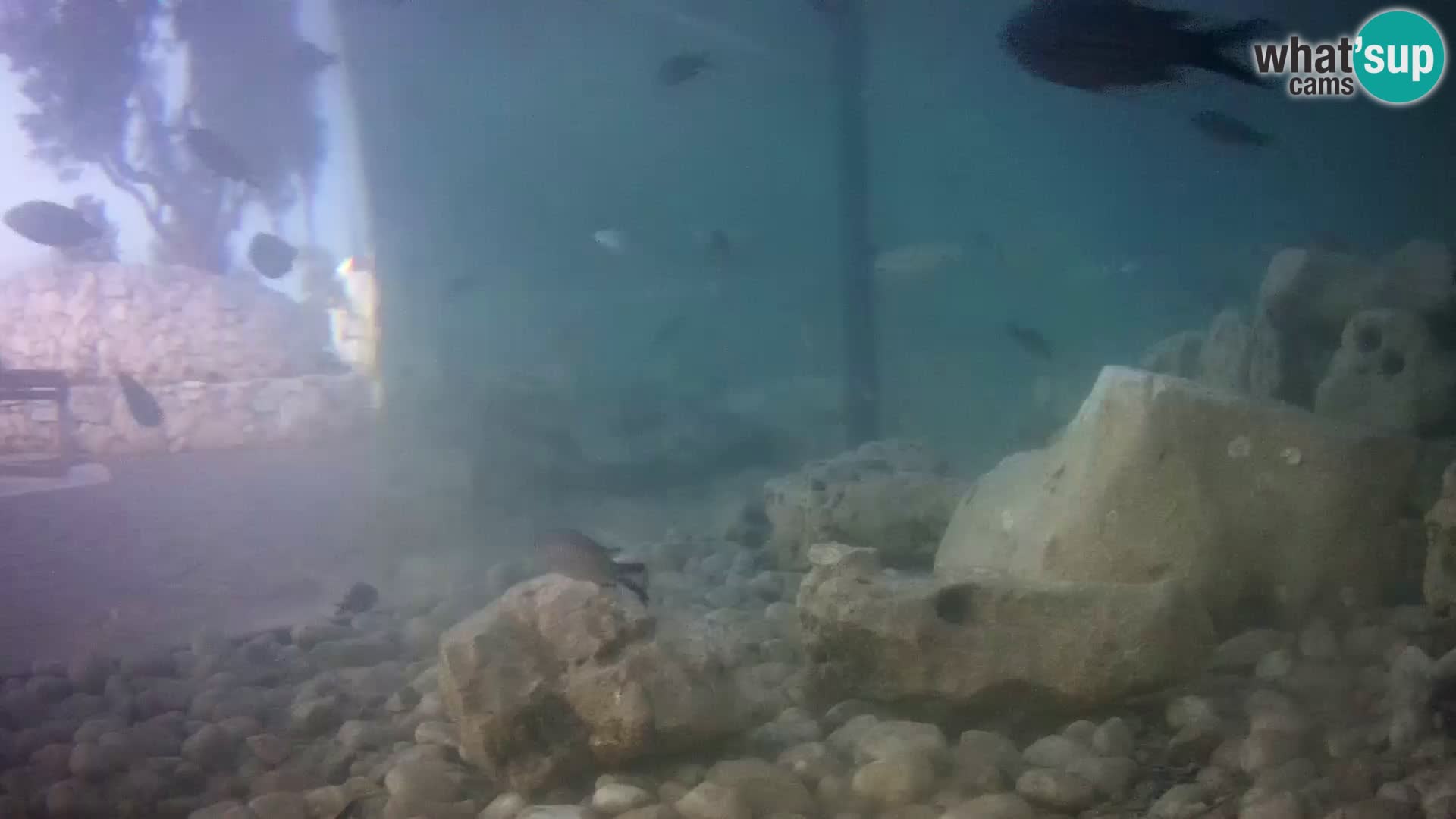 Acuario marino al aire libre Rogoznica webcam Croacia