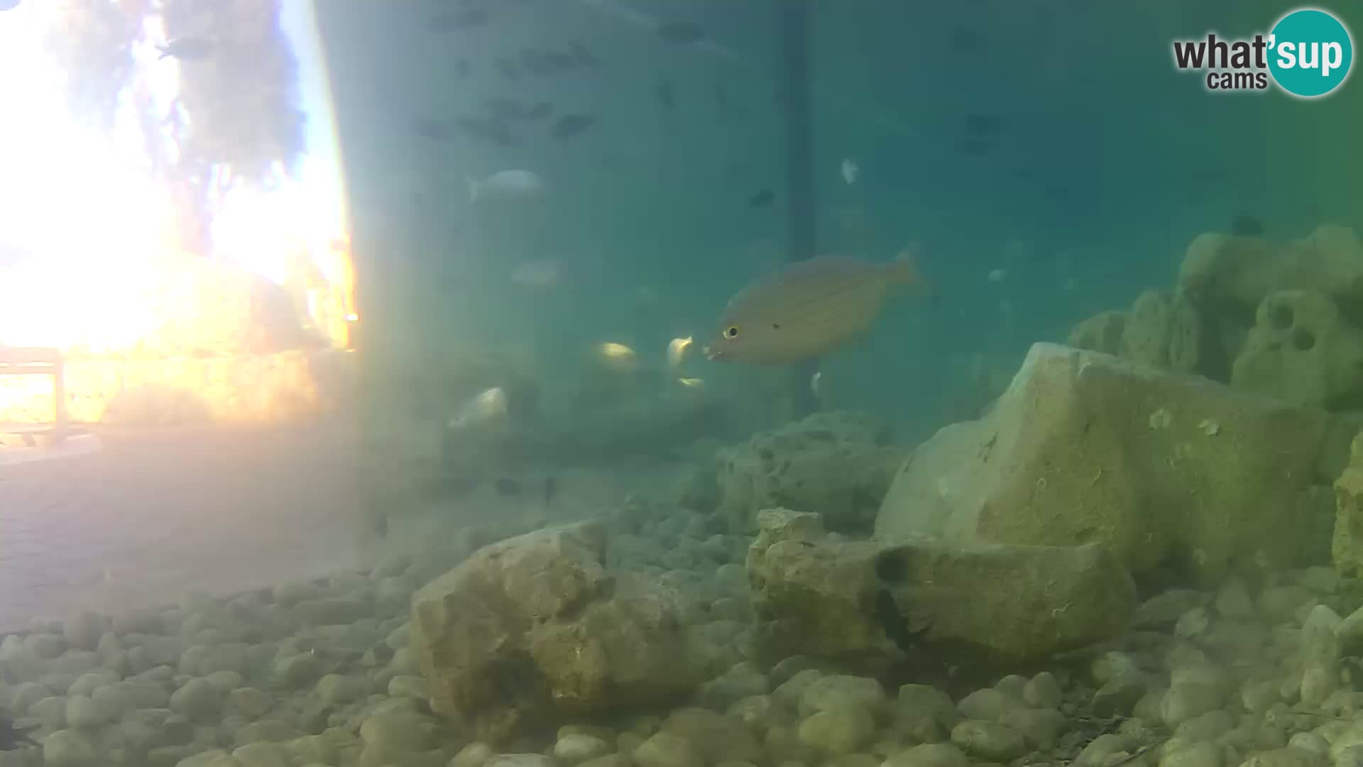 Marine Aquarium im Freien Rogoznica webcam Kroatien