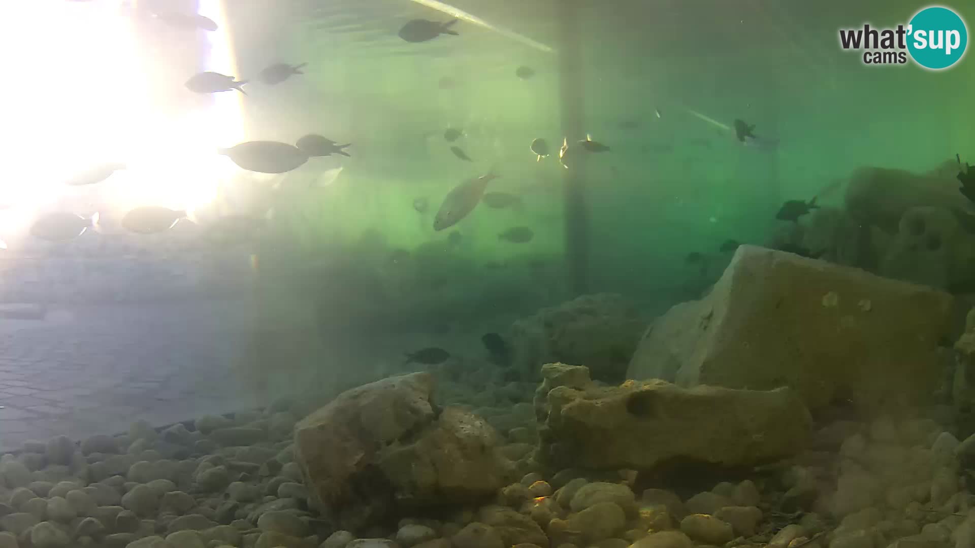 Marine Aquarium im Freien Rogoznica webcam Kroatien