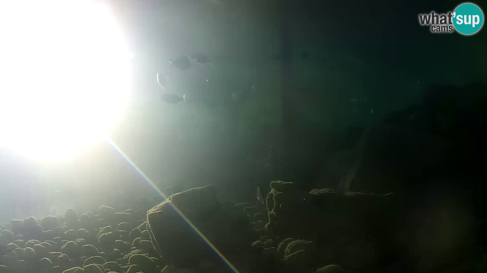Aquario marino esterno –  Rogoznica livecam Croazia