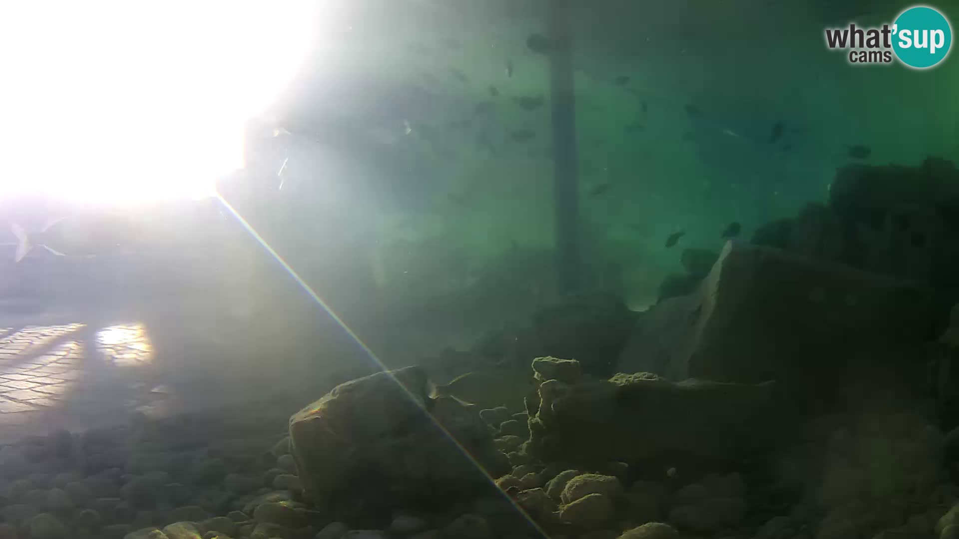 Aquario marino esterno –  Rogoznica livecam Croazia