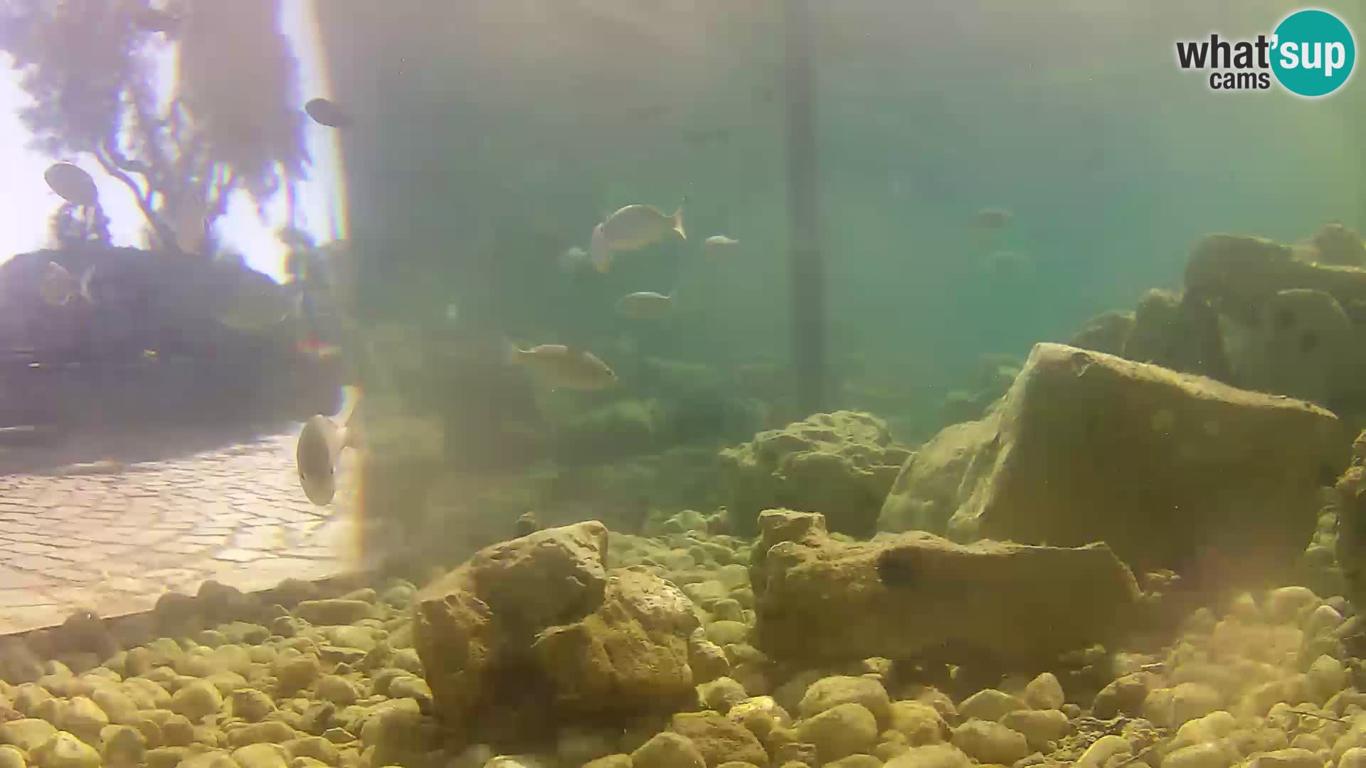 Acuario marino al aire libre Rogoznica webcam Croacia