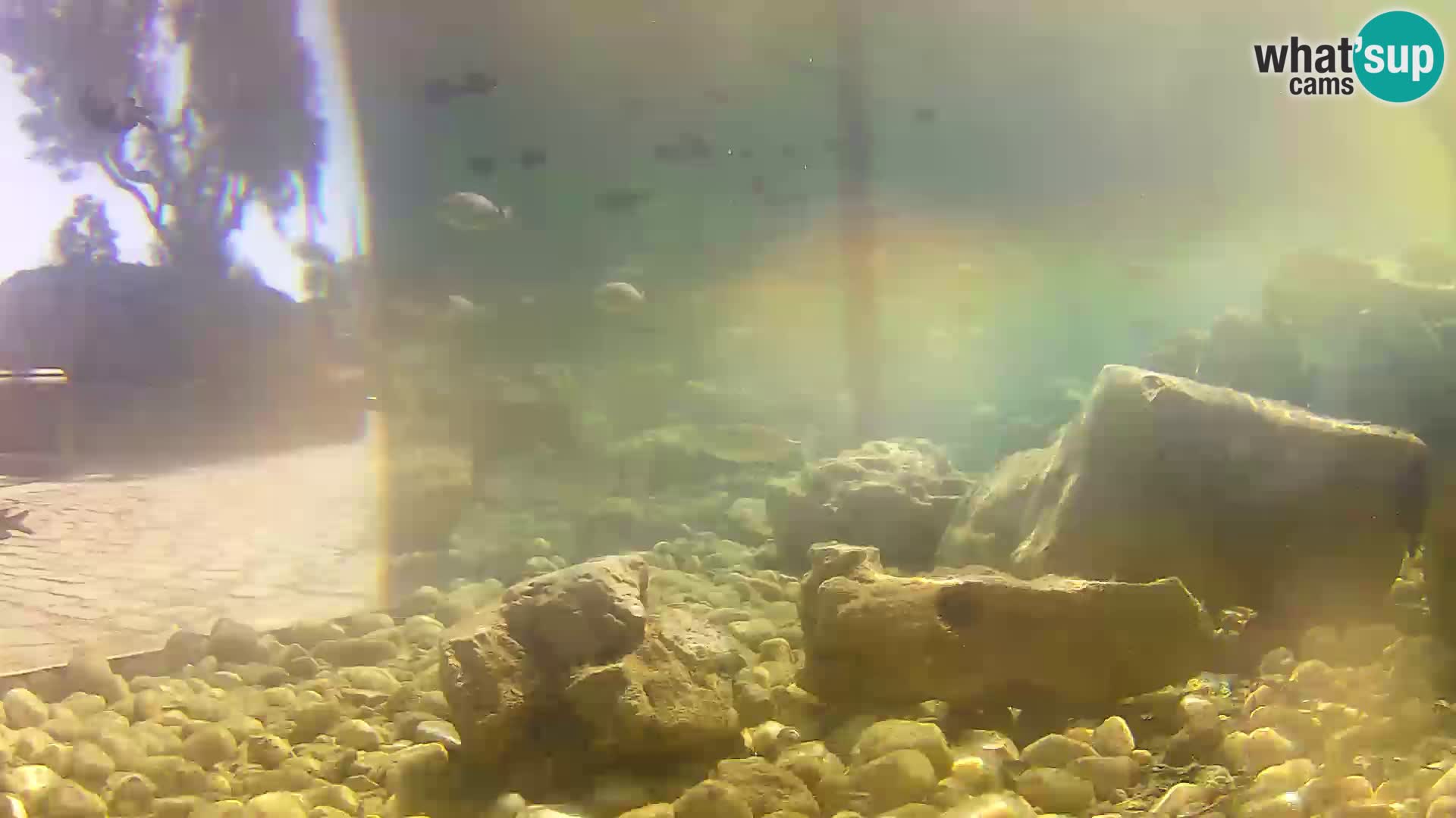 Webcam de l’aquarium marin extérieur de Rogoznica Croatie