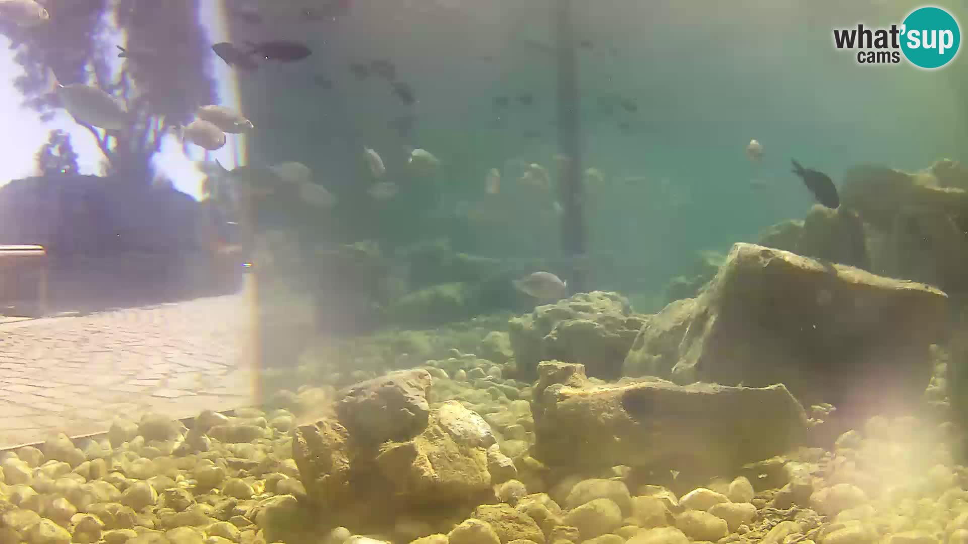 Acuario marino al aire libre Rogoznica webcam Croacia