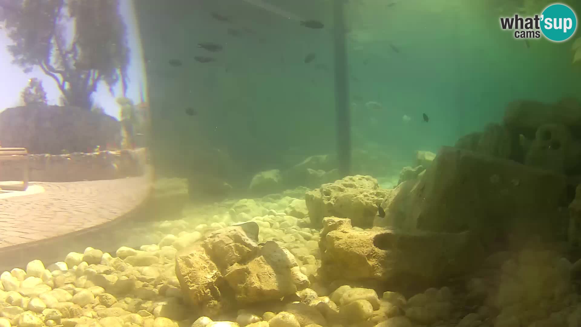 Acuario marino al aire libre Rogoznica webcam Croacia