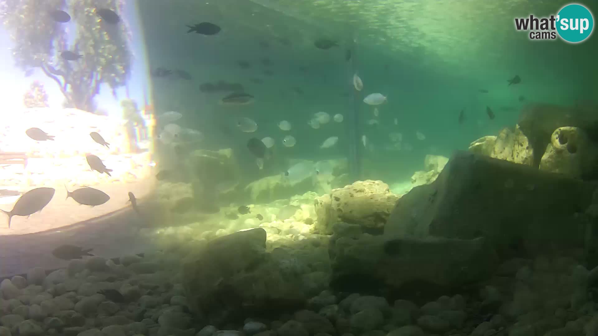 Acuario marino al aire libre Rogoznica webcam Croacia