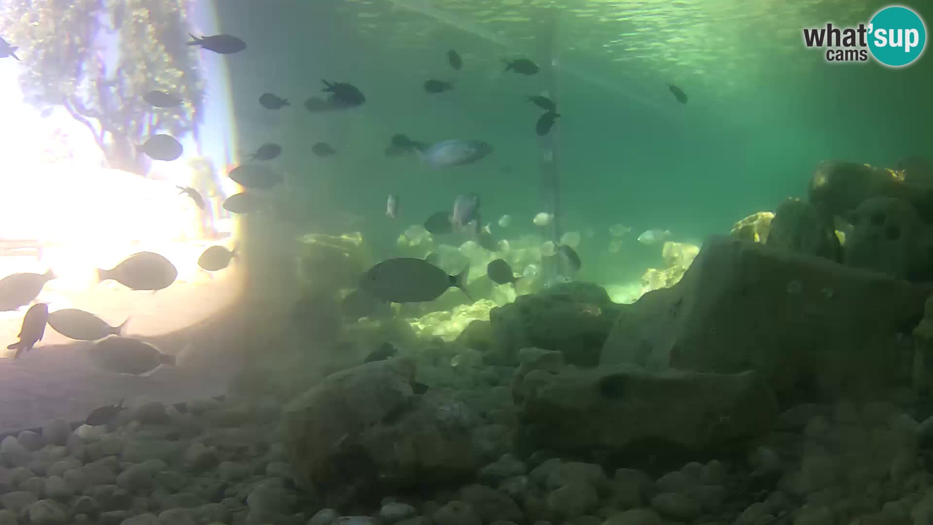 Marine Aquarium im Freien Rogoznica webcam Kroatien