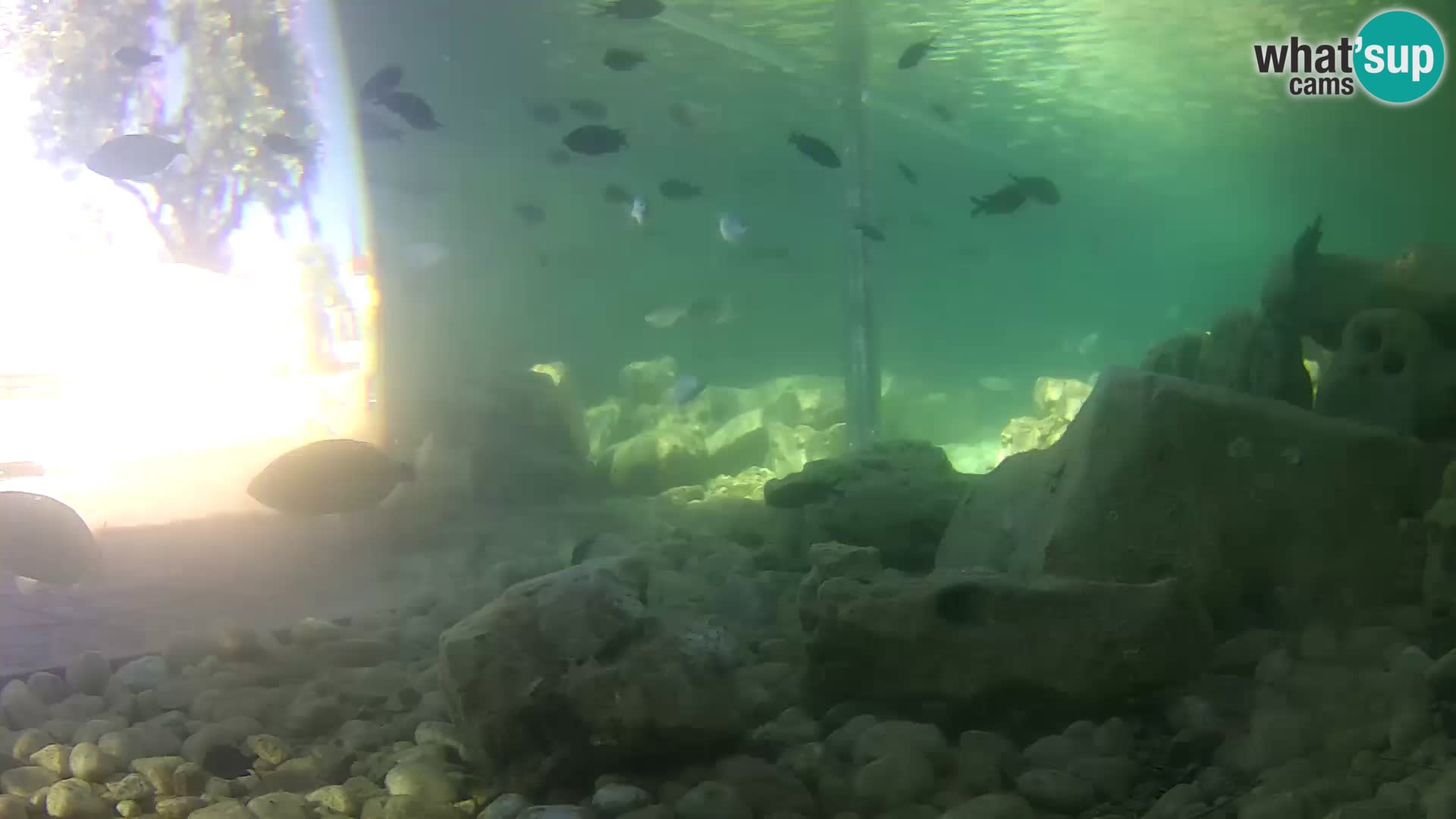 Acuario marino al aire libre Rogoznica webcam Croacia