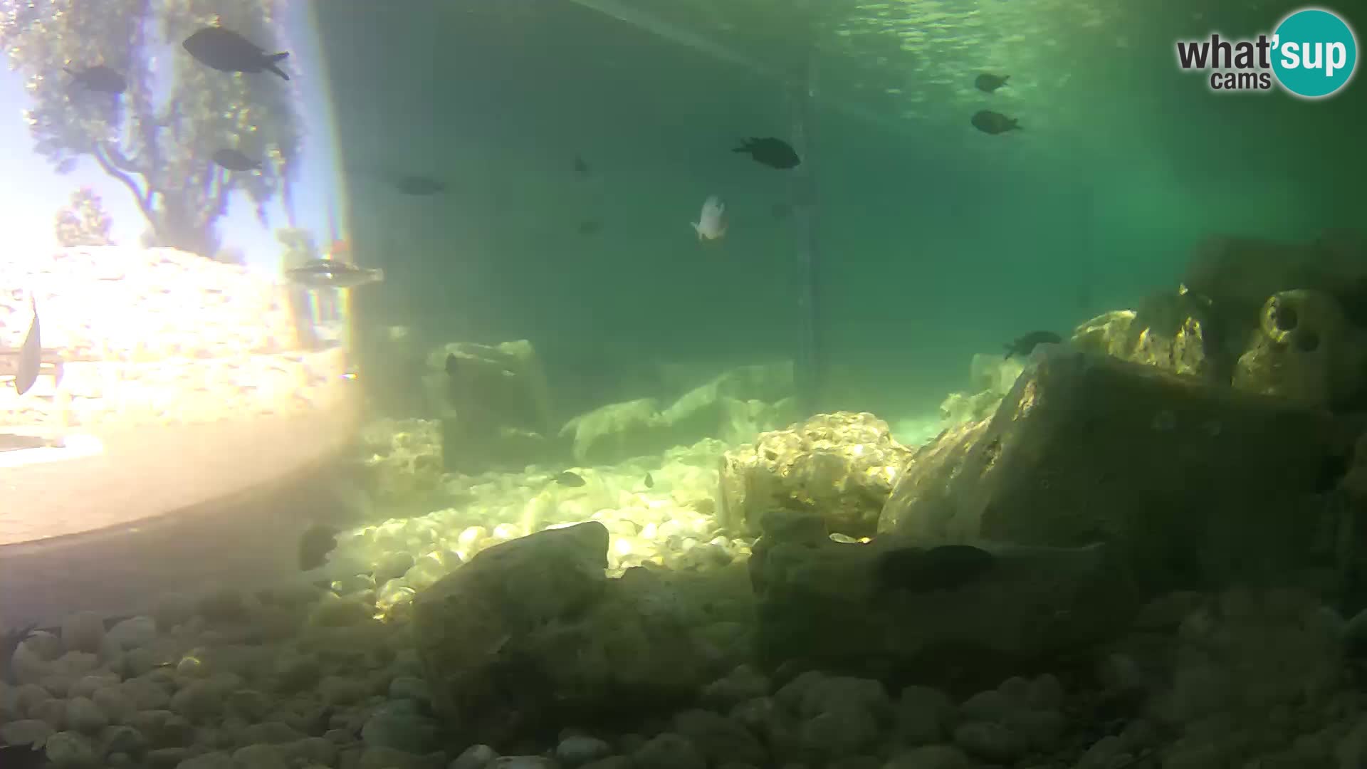 Webcam de l’aquarium marin extérieur de Rogoznica Croatie