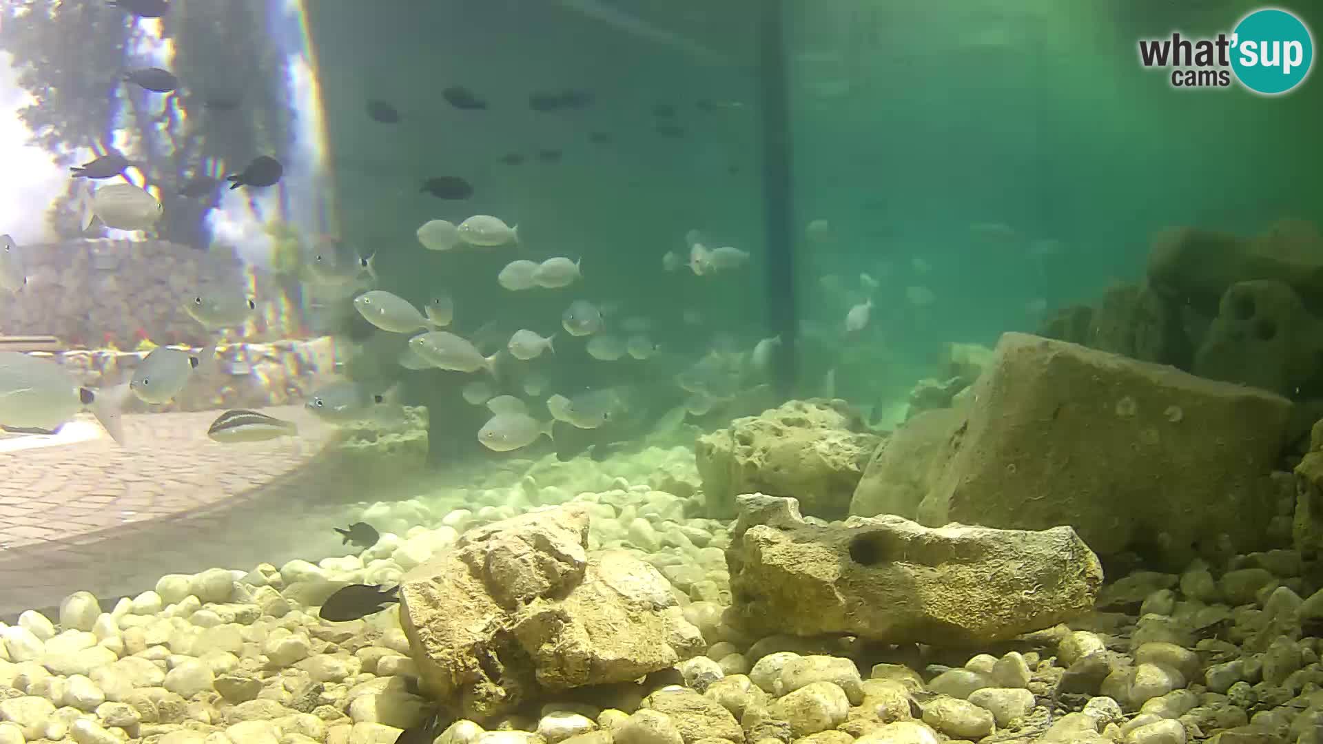 Acuario marino al aire libre Rogoznica webcam Croacia