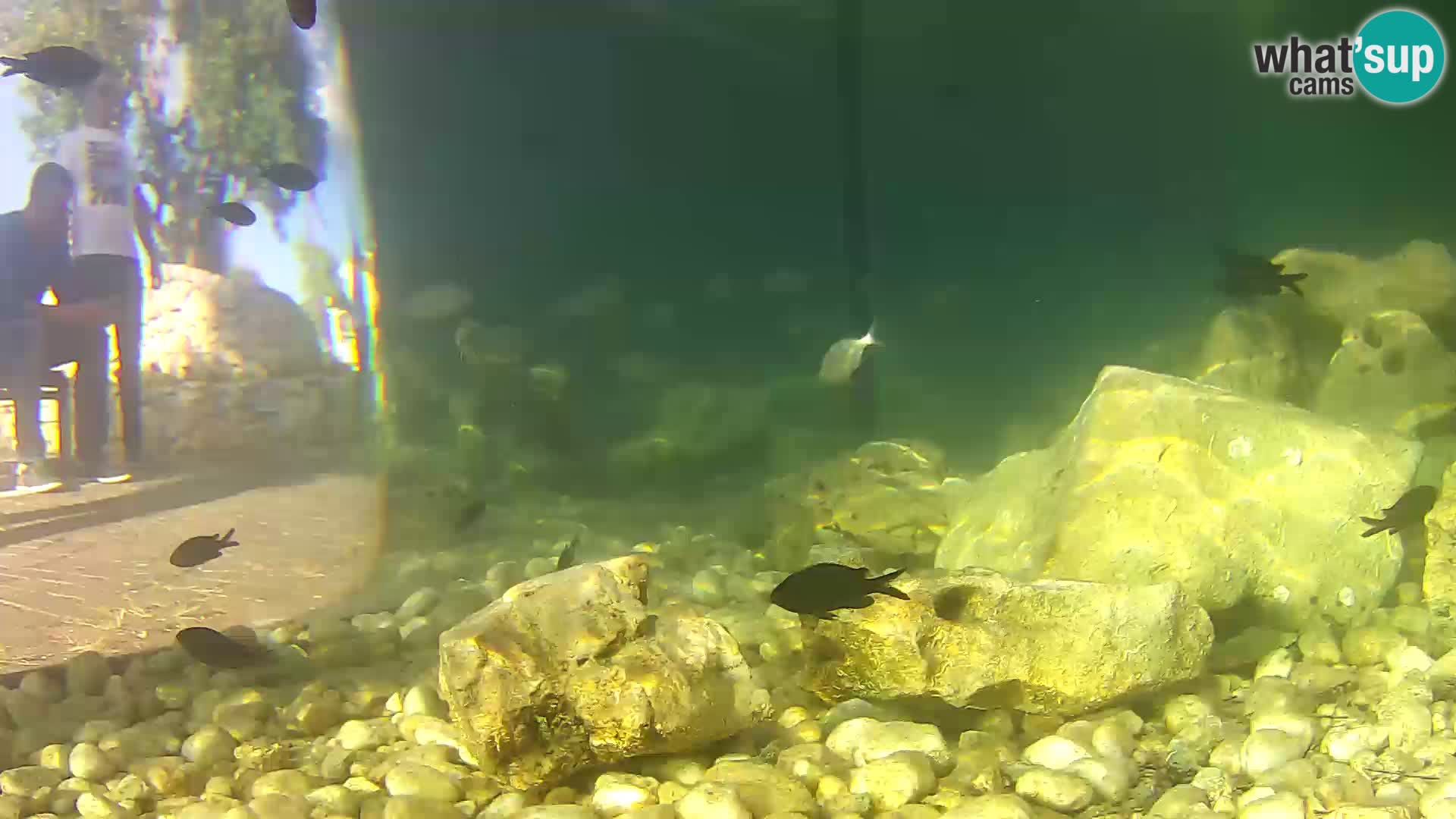 Outdoor Marine Aquarium Rogoznica webcam Croatia