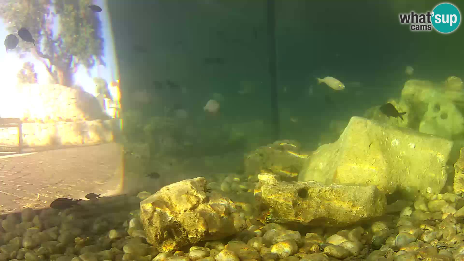 Webcam de l’aquarium marin extérieur de Rogoznica Croatie