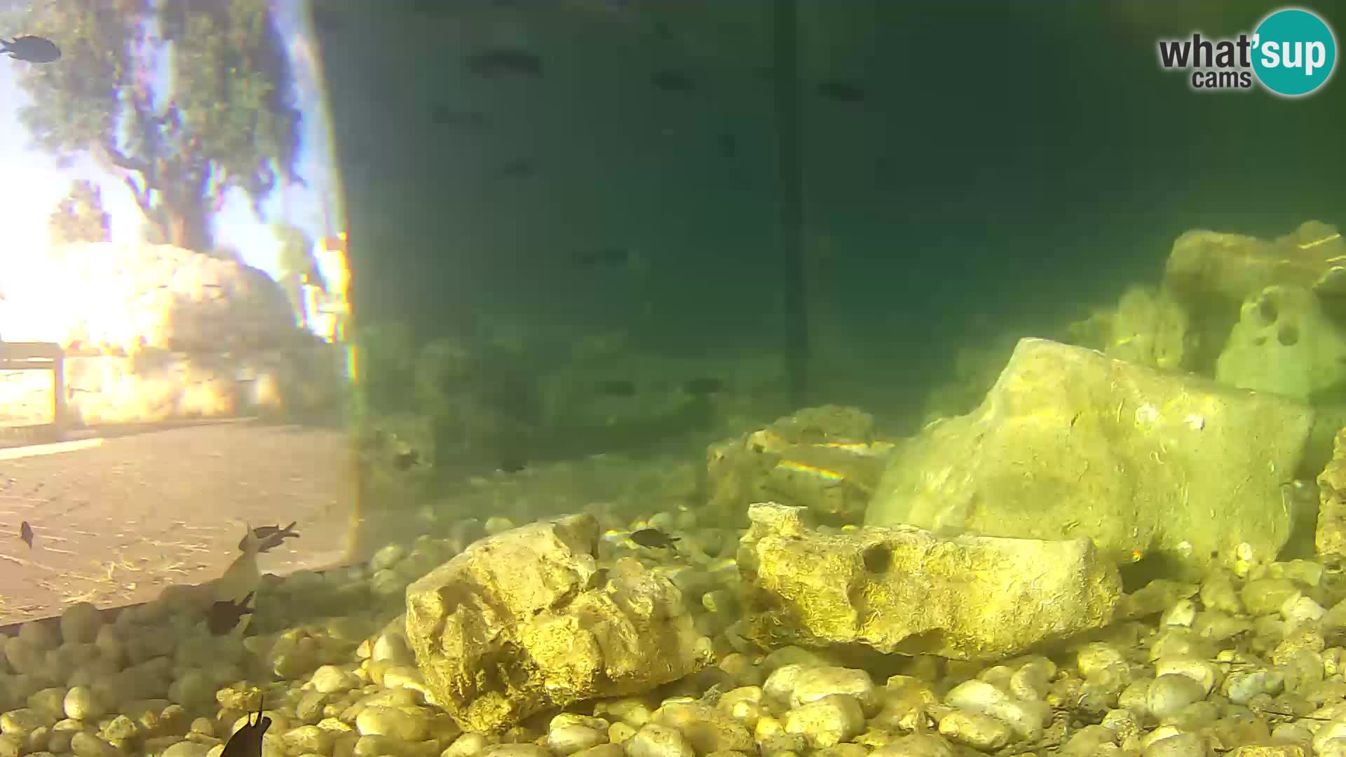 Acuario marino al aire libre Rogoznica webcam Croacia