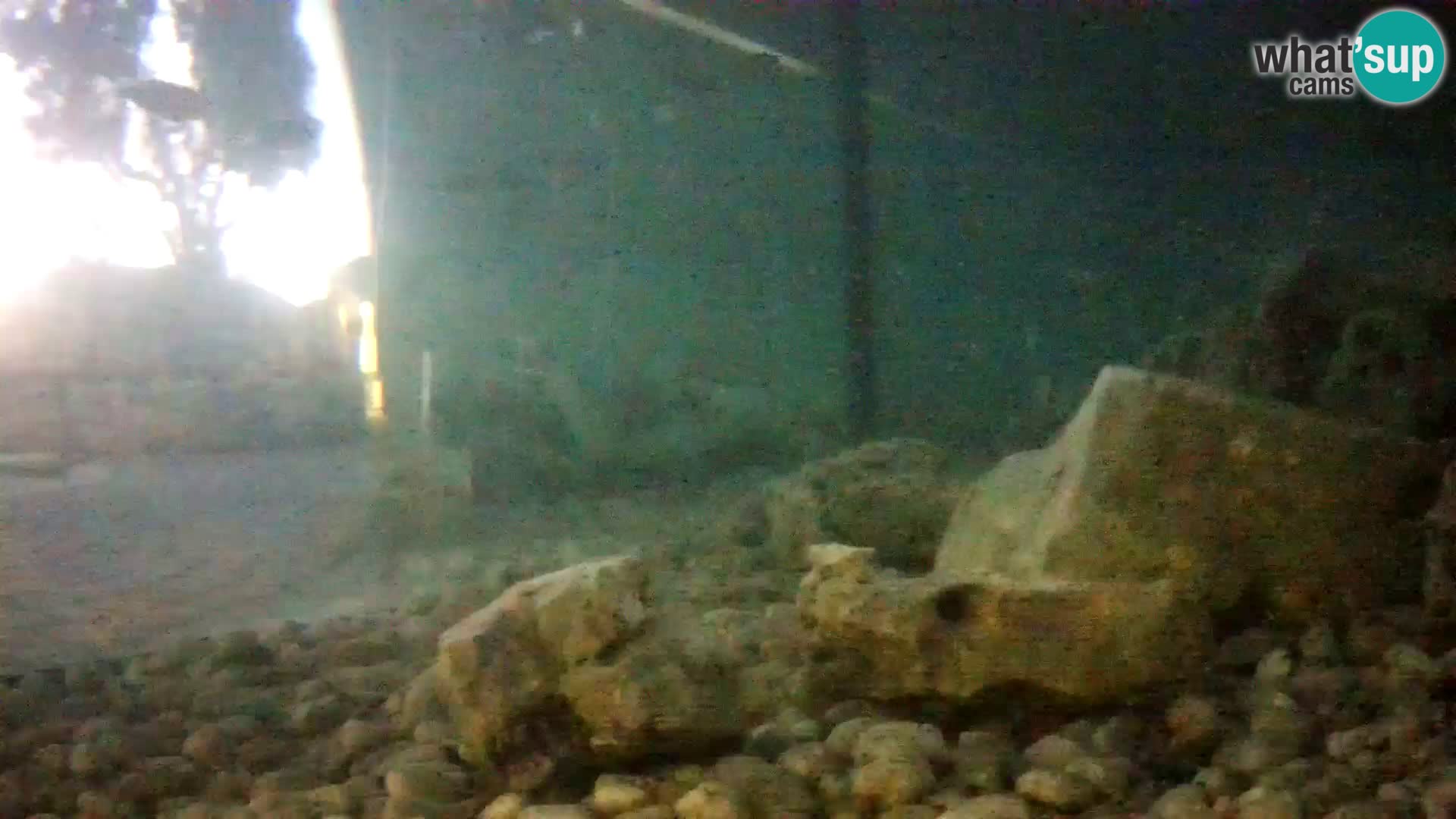 Aquario marino esterno –  Rogoznica livecam Croazia