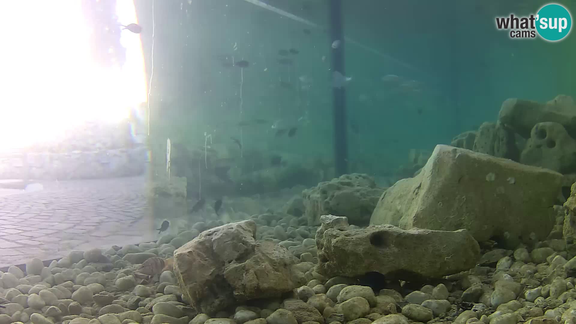 Acuario marino al aire libre Rogoznica webcam Croacia