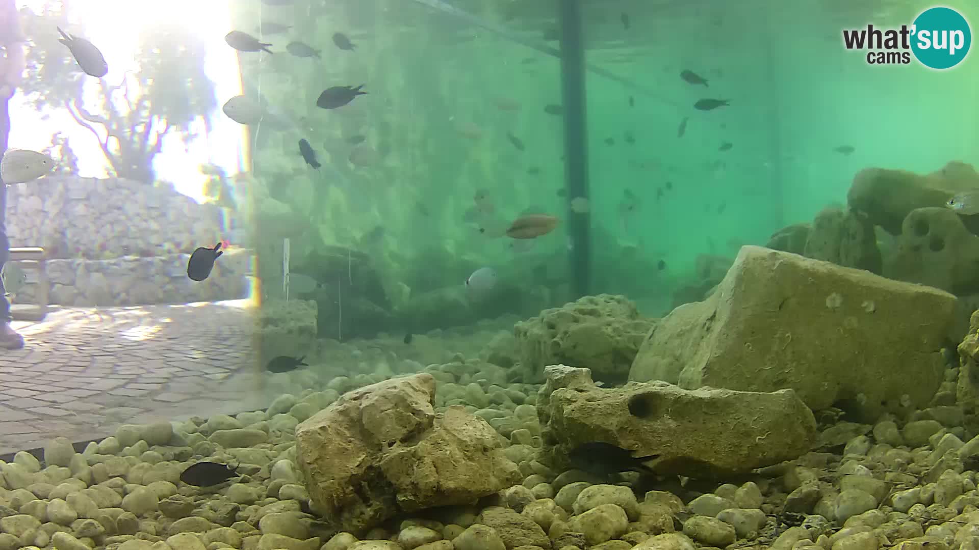 Marine Aquarium im Freien Rogoznica webcam Kroatien