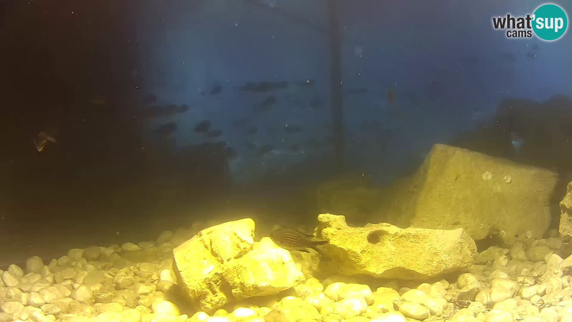 Zunanji morski akvarij Rogoznica spletna kamera Hrvaška