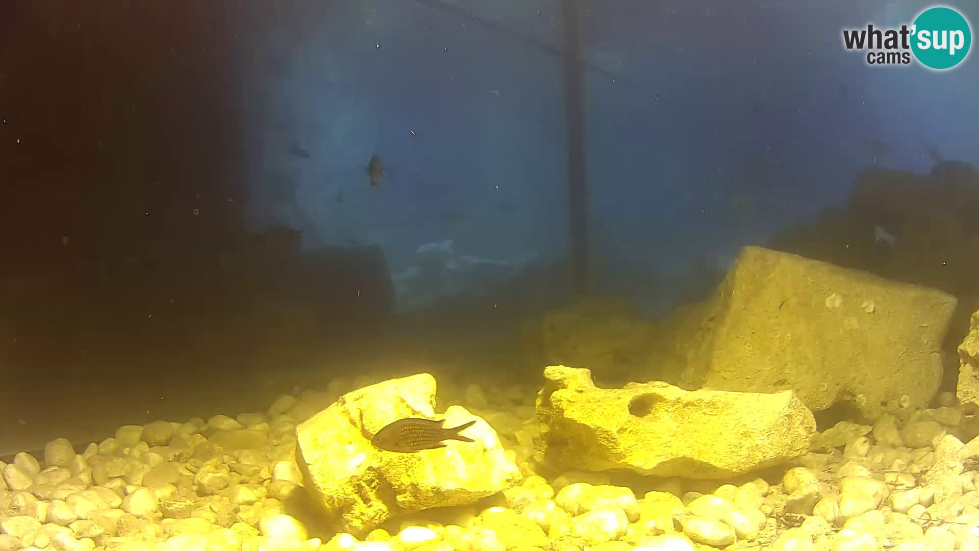 Marine Aquarium im Freien Rogoznica webcam Kroatien