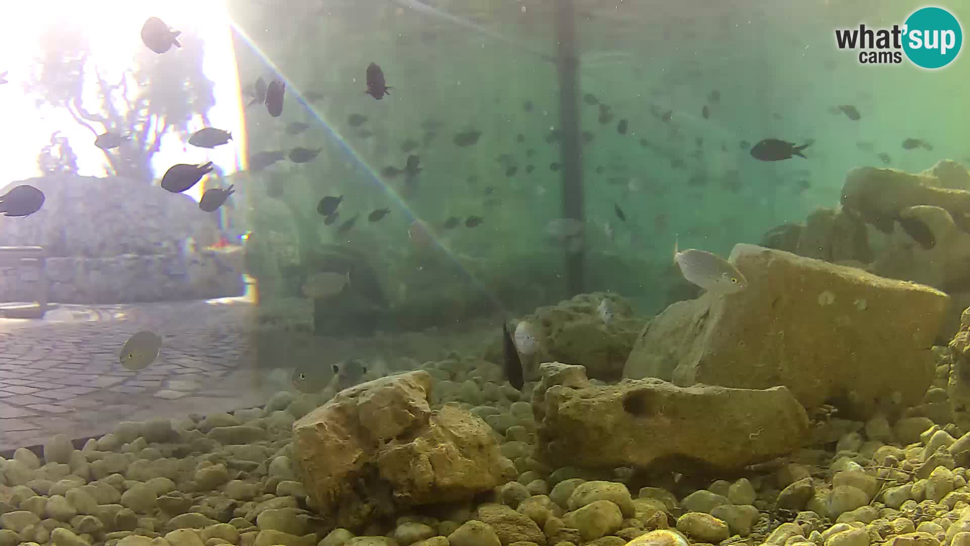 Marine Aquarium im Freien Rogoznica webcam Kroatien