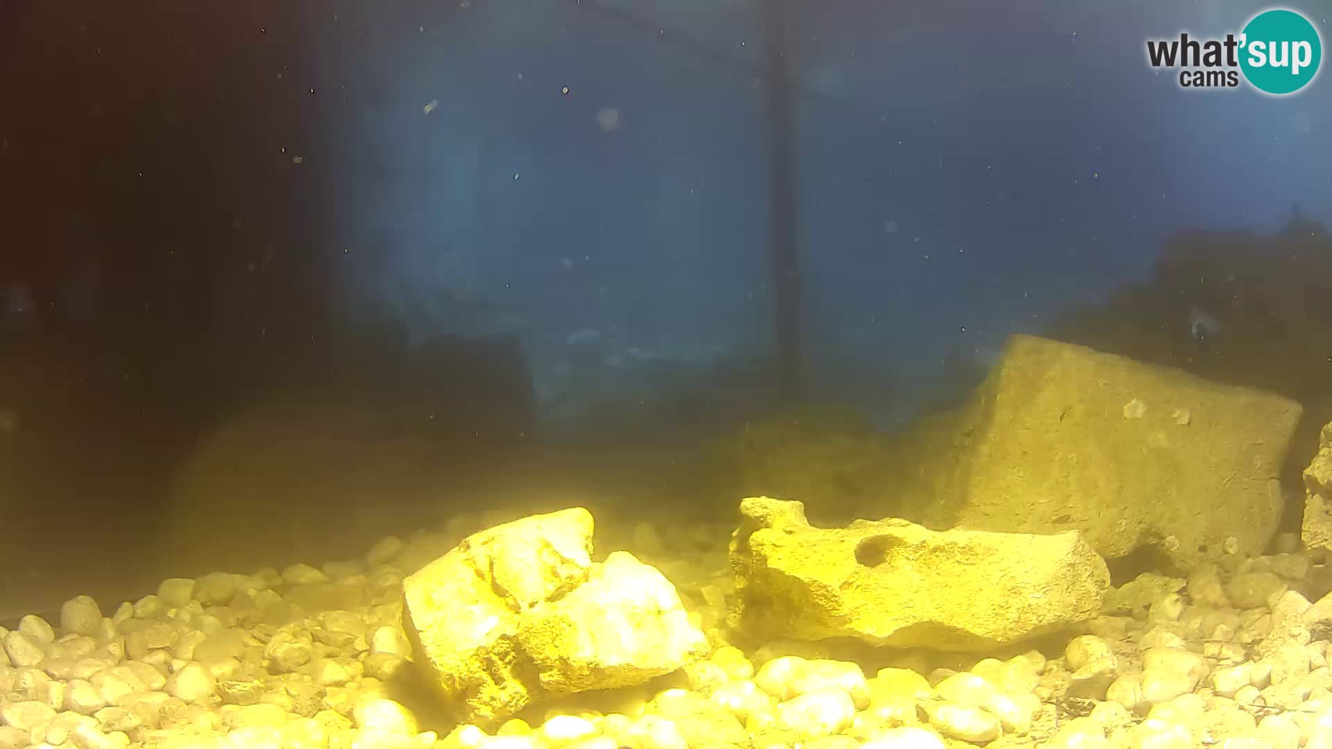 Aquario marino esterno –  Rogoznica livecam Croazia