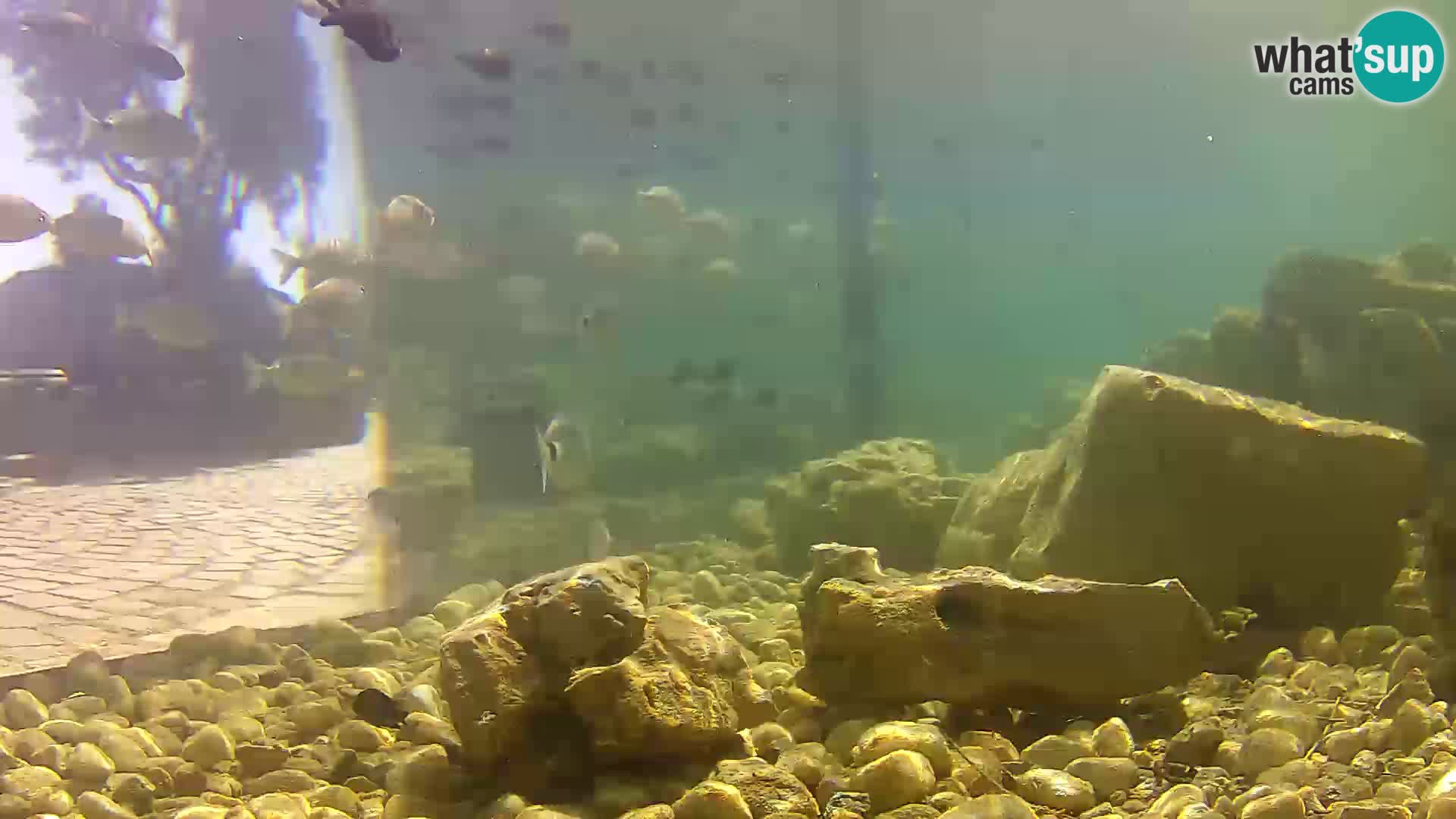 Acuario marino al aire libre Rogoznica webcam Croacia