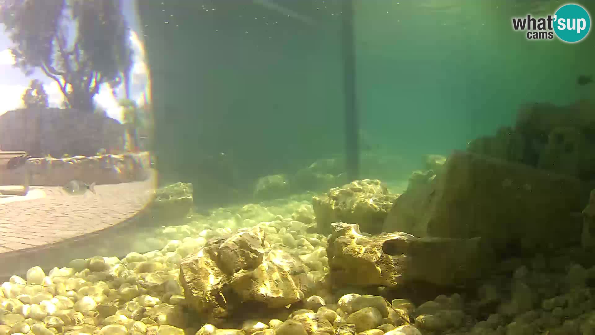 Marine Aquarium im Freien Rogoznica webcam Kroatien