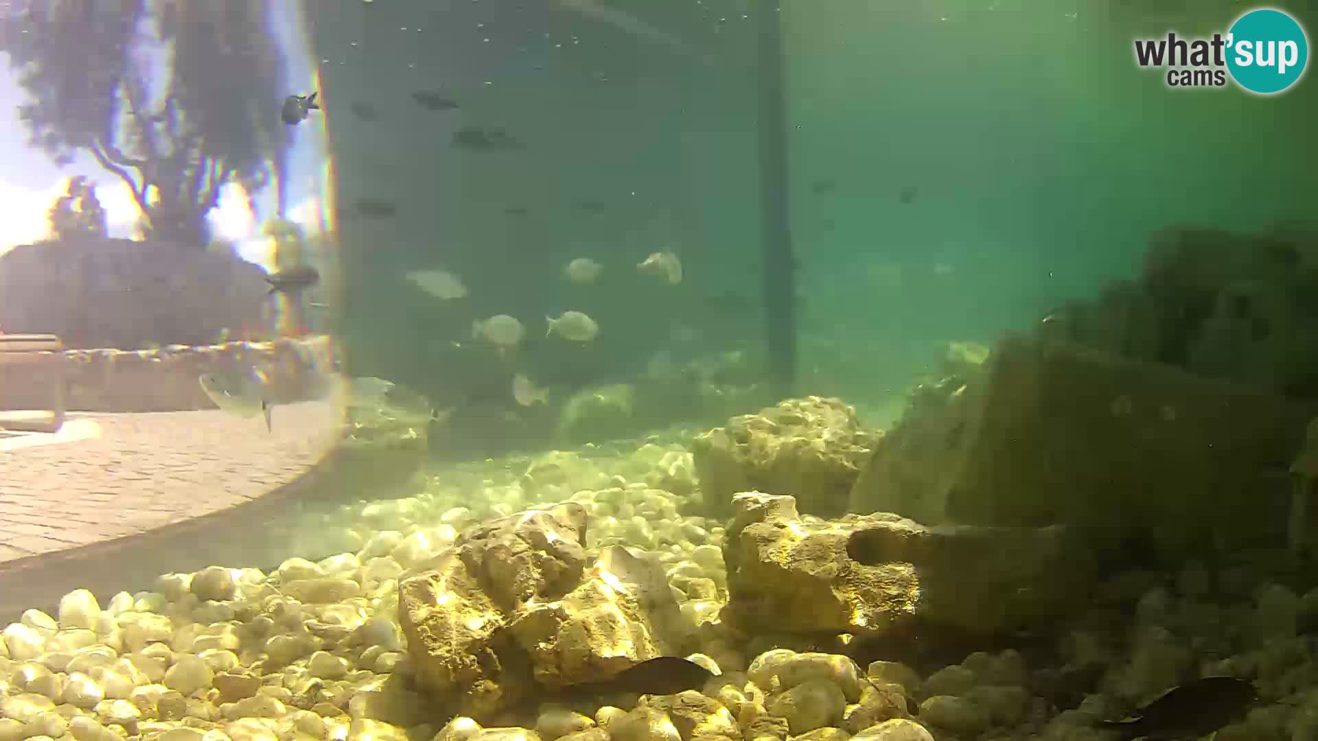 Outdoor Marine Aquarium Rogoznica webcam Croatia
