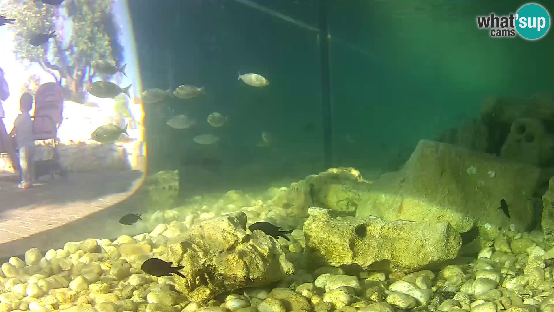 Webcam de l’aquarium marin extérieur de Rogoznica Croatie