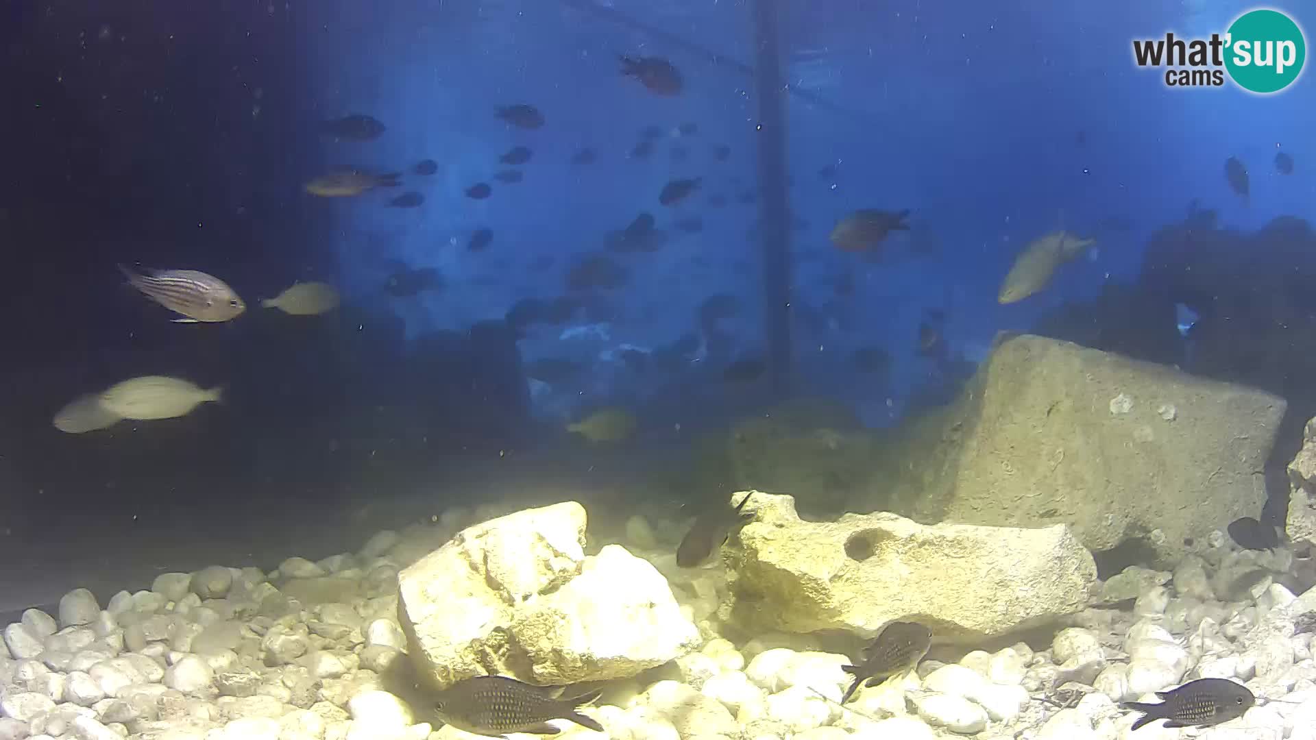 Zunanji morski akvarij Rogoznica spletna kamera Hrvaška