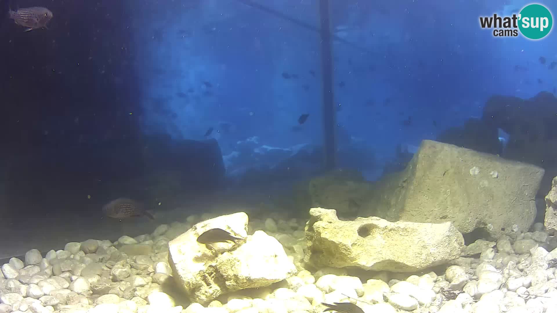 Outdoor Marine Aquarium Rogoznica webcam Croatia