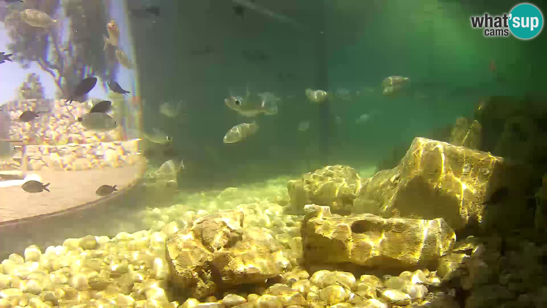 Outdoor Marine Aquarium Rogoznica webcam Croatia